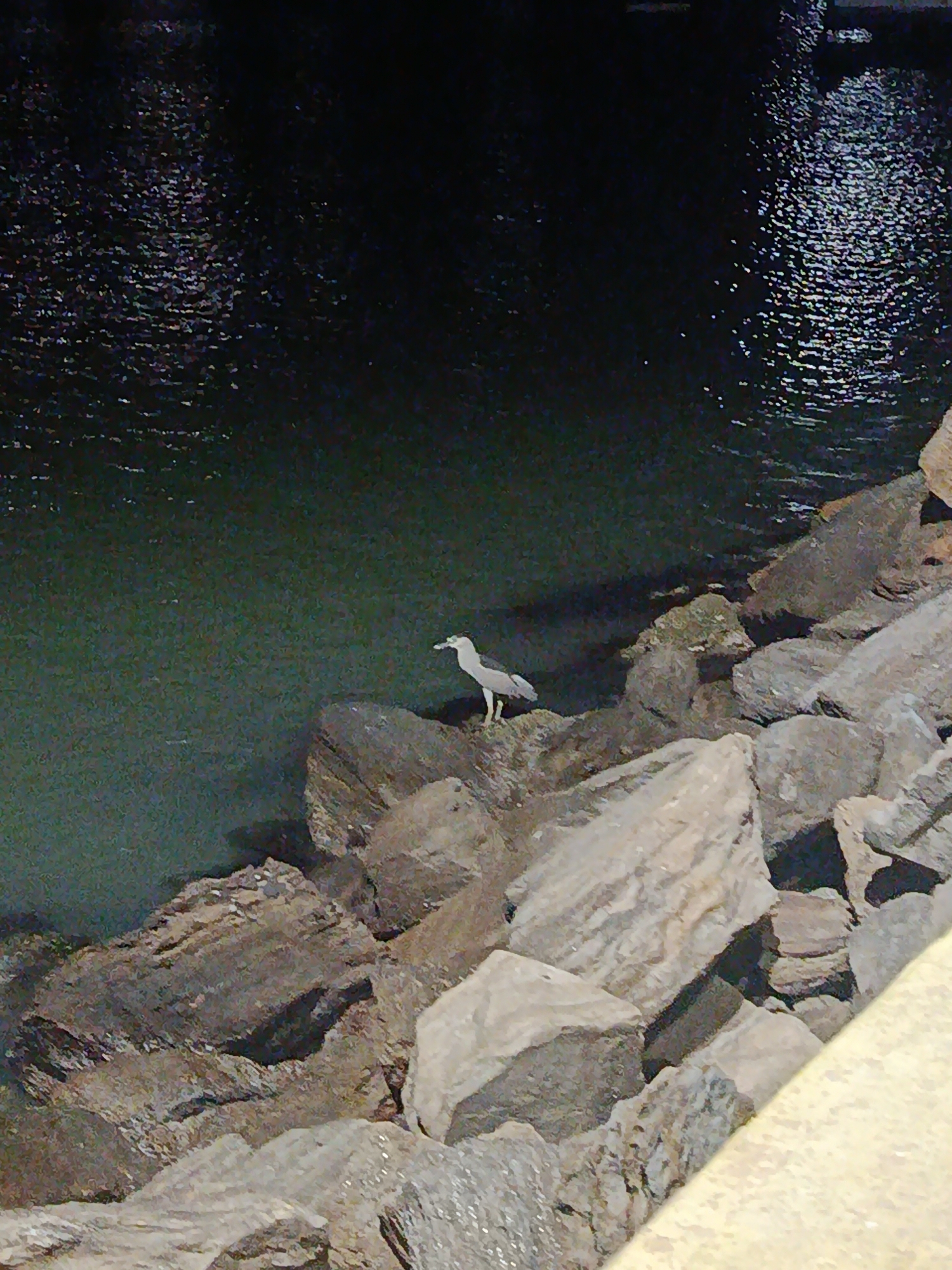 A heron stands on a cluster of large rocks that form a shoreline, with dark water behind it, likely in Juan Griego, Venezuela. The water is choppy with reflections, particularly in the upper right corner. The rocks are various shades of gray and brown. A yellowish surface is visible in the lower right corner, possibly a sidewalk or retaining wall.
