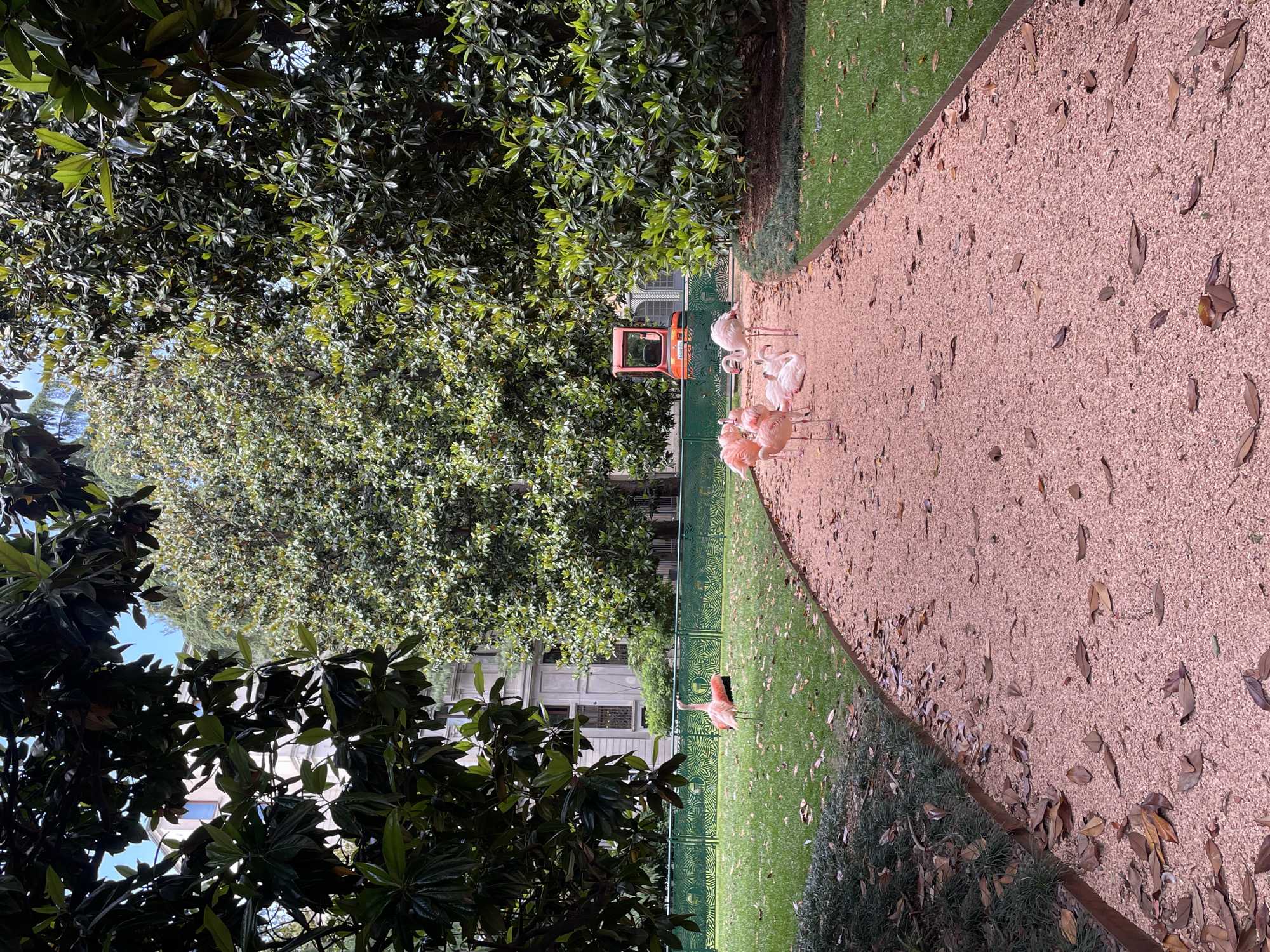 The image captures a scene in Milan, Italy, depicting a gravel path bordered by greenery and trees. A group of flamingos is situated along the path, with one flamingo positioned away from the group, near the edge of the grass. In the background, behind a green fence with a patterned design, a small orange construction vehicle is visible. Buildings with windows are also noticeable in the background, providing context to the location. The gravel path is strewn with fallen leaves. Trees with lush green foliage frame the scene, partially obscuring the sky.