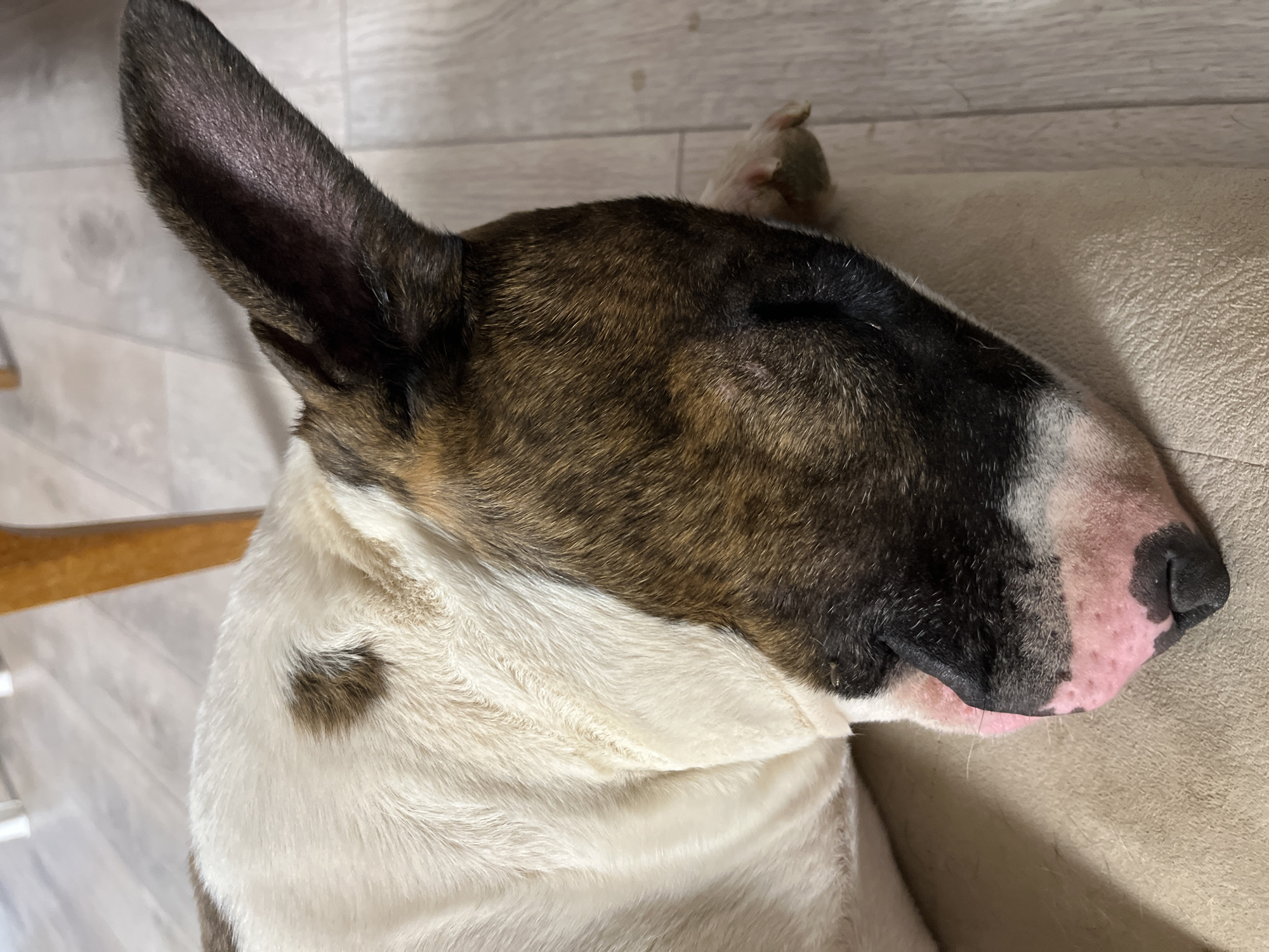 A close-up shot reveals a sleeping bull terrier. The dog has a brindle and white coat. Its eyes are closed and the dog is lying on what appears to be a beige couch. The dog's pink nose is visible. There is no information available to verify this photo was taken in the city of Chaikovsky, Russia.
