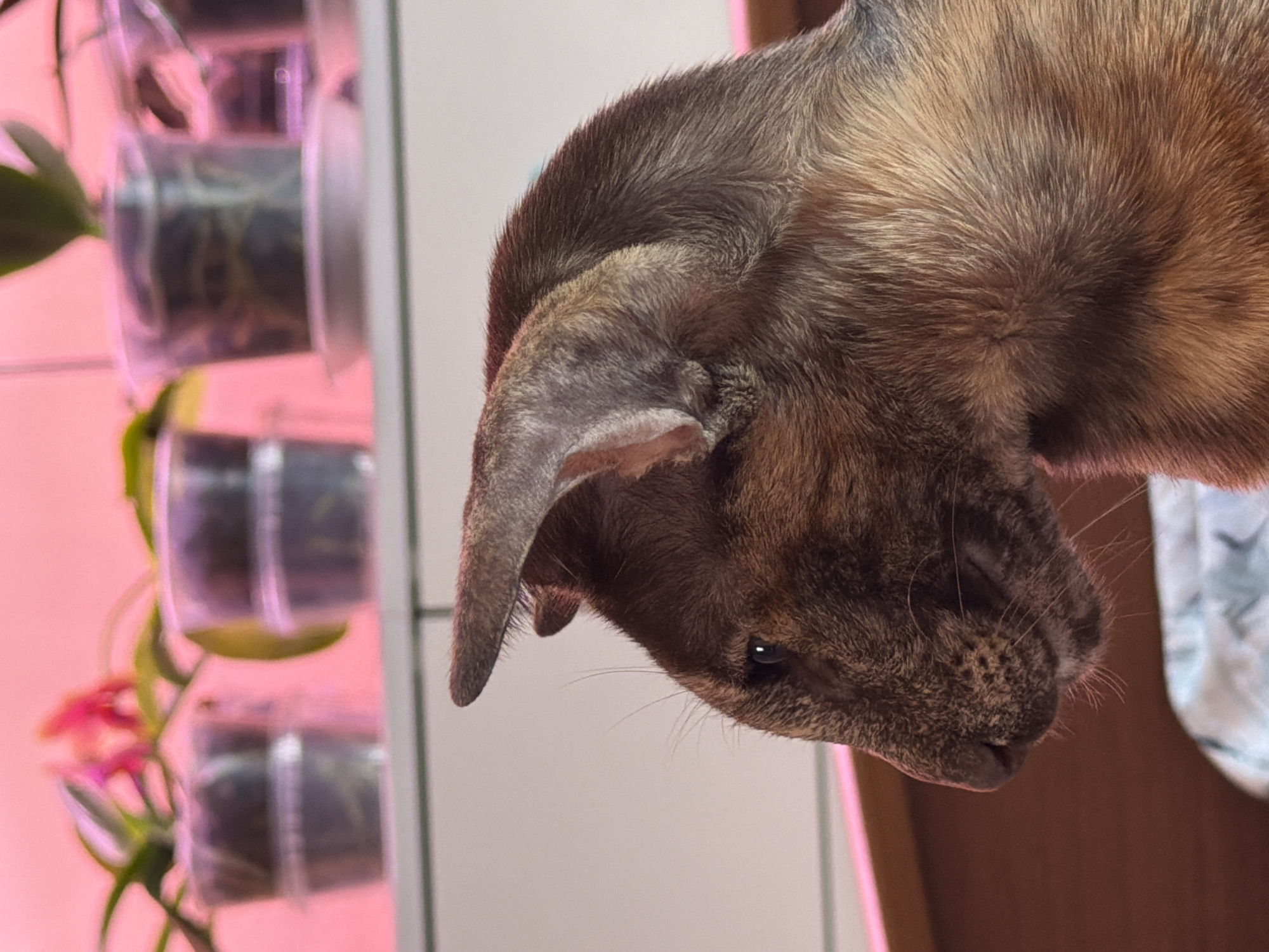 The image shows a close-up of a brown tabby cat's head. The cat's head is tilted downwards and to the right. The cat's left ear is visible. Behind the cat, there is a blurred background with a row of transparent plastic containers that appear to be used for plants. The plants have green leaves and a few red blossoms. The area behind the plants is lit with a pink light. A white wall is visible. The location of Chaikovsky, Russia, cannot be determined from the image.