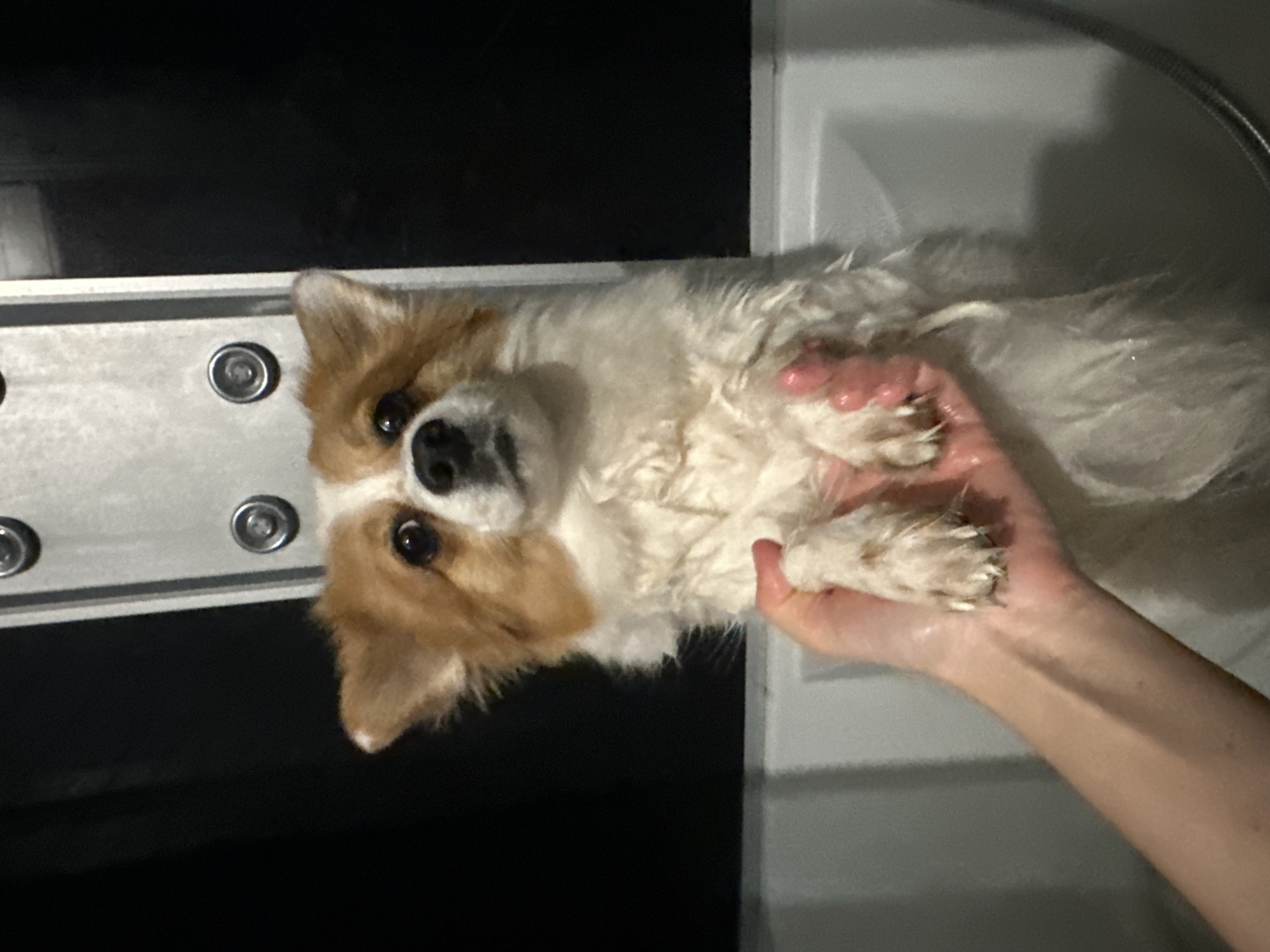 A small, wet dog, primarily white with tan-brown markings on its ears and around its eyes, is depicted standing upright within a white bathtub or shower basin. A human's light-skinned left hand is visible in the lower-left quadrant, supporting the dog by its front paws. The dog's fur is matted and clumping from moisture, and its dark eyes are wide, directed forward with a slightly open mouth, indicating a surprised or apprehensive expression. Behind the dog, a silver-colored vertical shower panel or fixture featuring two circular control nozzles is present. The background area to the left and directly behind the dog is dark. A coiled metallic shower hose is visible in the lower right, extending towards the tub's base. The specific location within Kazan, Russia, is not discernible from the visual evidence provided in the image.