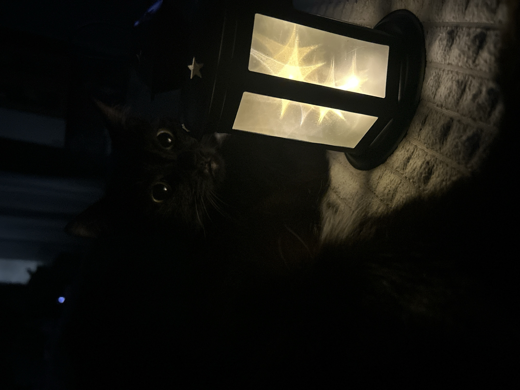 A dark-haired cat is positioned under a black lantern with a star on top. The lantern, which is providing illumination, casts a starburst pattern on its frosted glass. The cat's eyes are visible, reflecting the light. The cat is partially obscured by the darkness. The background is a white textured surface. The setting appears to be indoors in dim light. There is no indication of the city Chaikovsky, Russia.