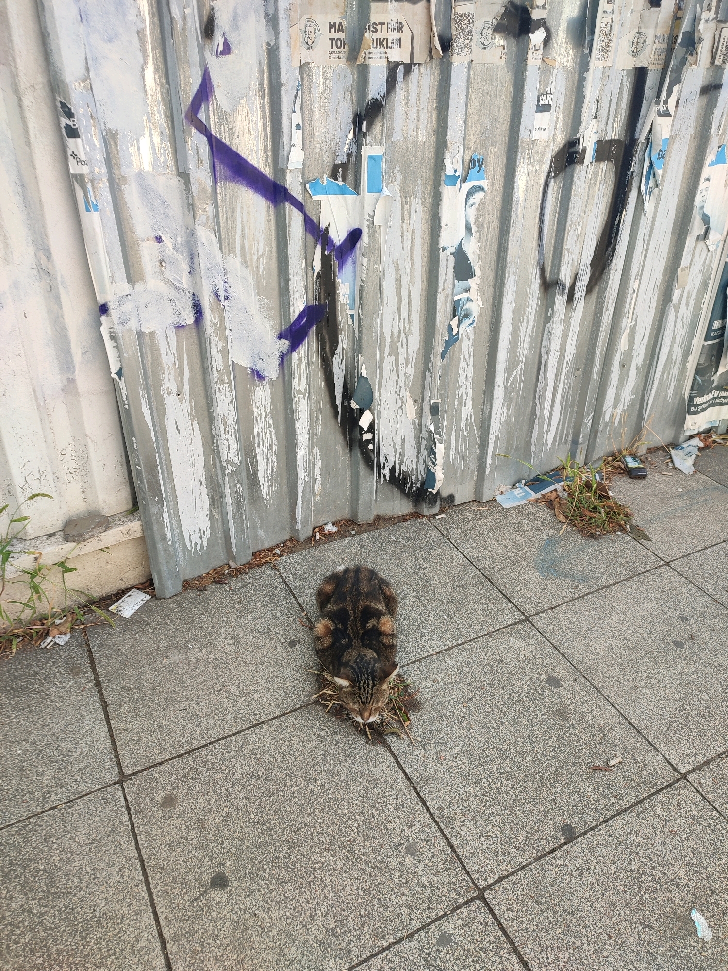 A tabby cat is crouched on a sidewalk in Kadıköy, Turkey, appearing to eat something. The cat's back is to the camera, and its head is down. The sidewalk is made of large, grey, square tiles. Behind the cat is a corrugated metal wall covered in torn posters and graffiti, some of which is purple. To the left of the wall, there is a patch of green weeds. Some small pieces of trash are scattered on the sidewalk near the wall and the weeds. The lighting suggests it is daytime.