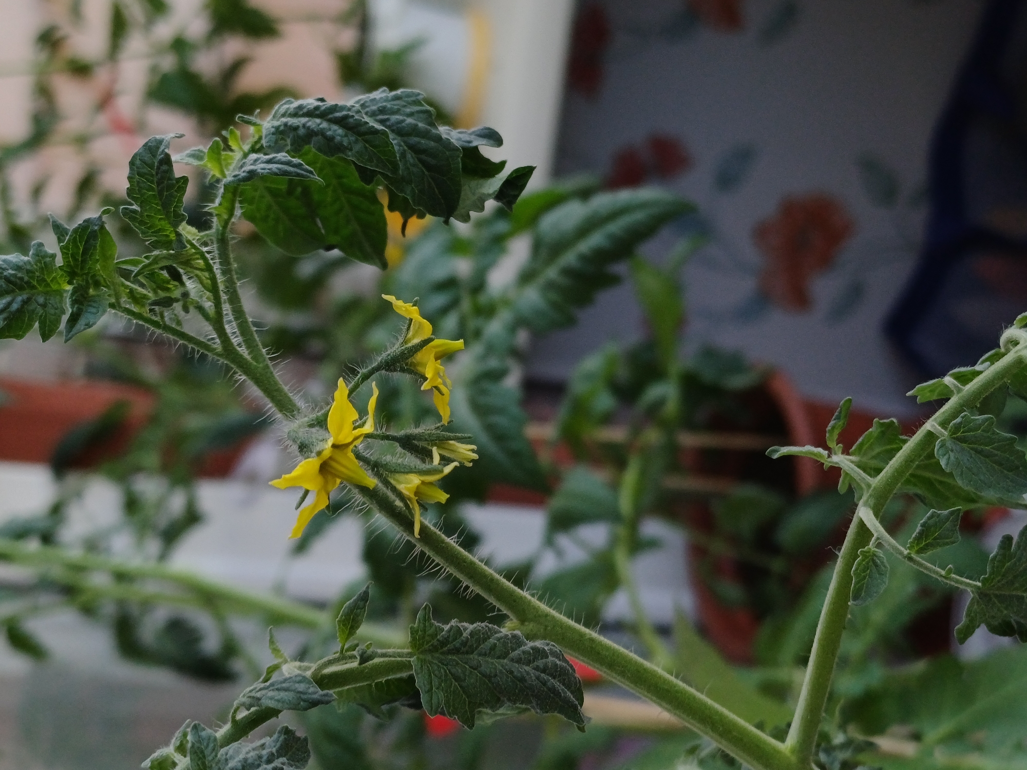 A close-up, slightly angled shot focuses on a tomato plant with several yellow flowers and green leaves. The plant is in a pot, with other plants and a wall visible in the blurred background. The stem of the plant is thick and covered in fine white hairs. The leaves are large, serrated, and a deep green color, some appearing slightly wilted or curled. The flowers are small, star-shaped, and a vibrant yellow, with some still closed buds visible. The image is well-lit, with a soft focus on the background elements, drawing attention to the details of the tomato plant.
