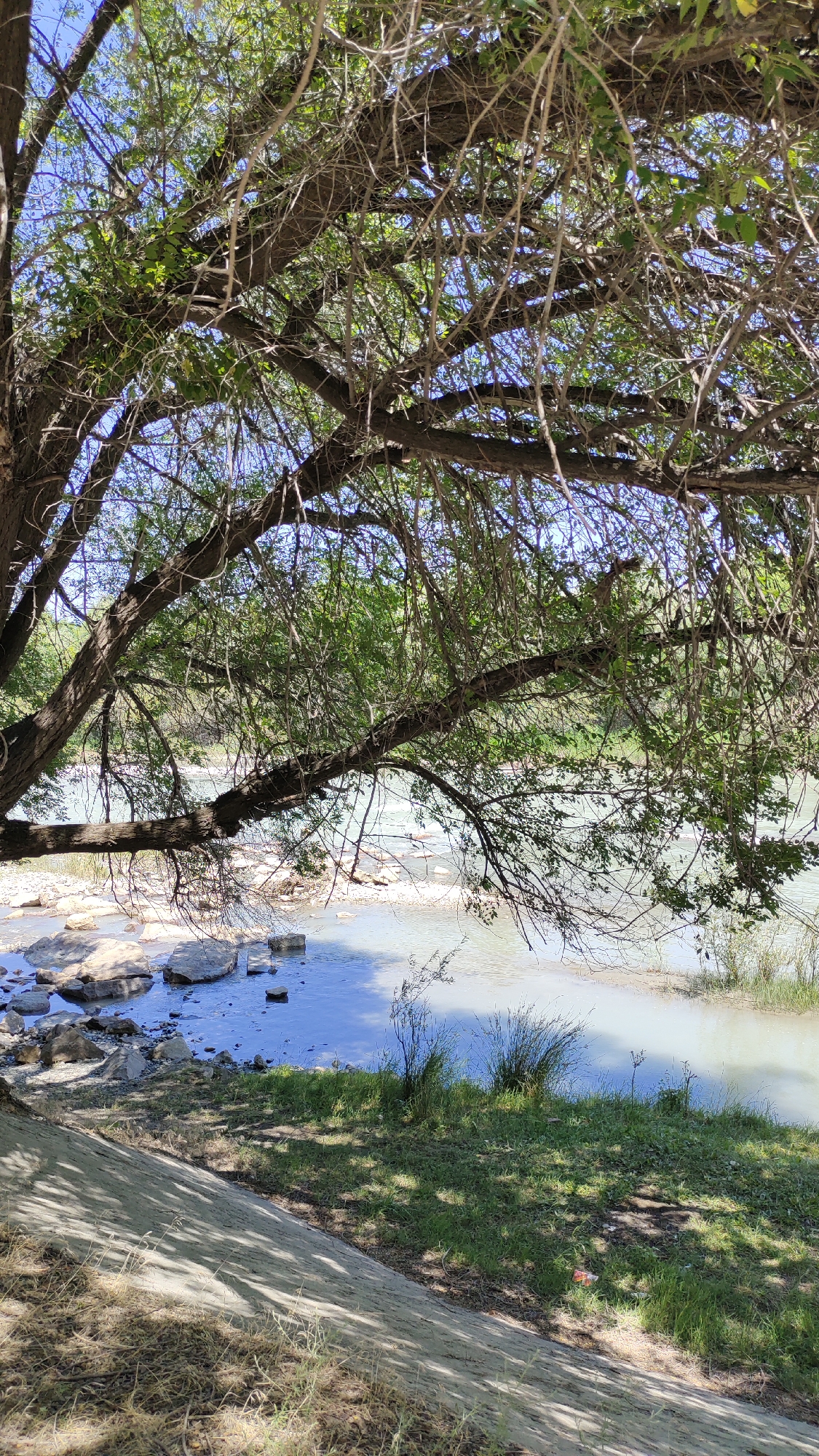 A wide shot captures a serene natural scene by a river in Taldykorgan, Kazakhstan. The foreground features a sloped embankment covered in dry grass and a textured concrete wall, shaded by the dense branches of a large tree. These branches, adorned with sparse green leaves, extend over the scene, creating a natural canopy. Beyond the embankment, a calm river flows, its surface reflecting the blue sky and the surrounding greenery. Several large, smooth stones are scattered along the riverbank and within the shallow water. The opposite bank is lush with vegetation, a mix of trees and bushes. The overall impression is one of tranquility and natural beauty, undisturbed by human activity.