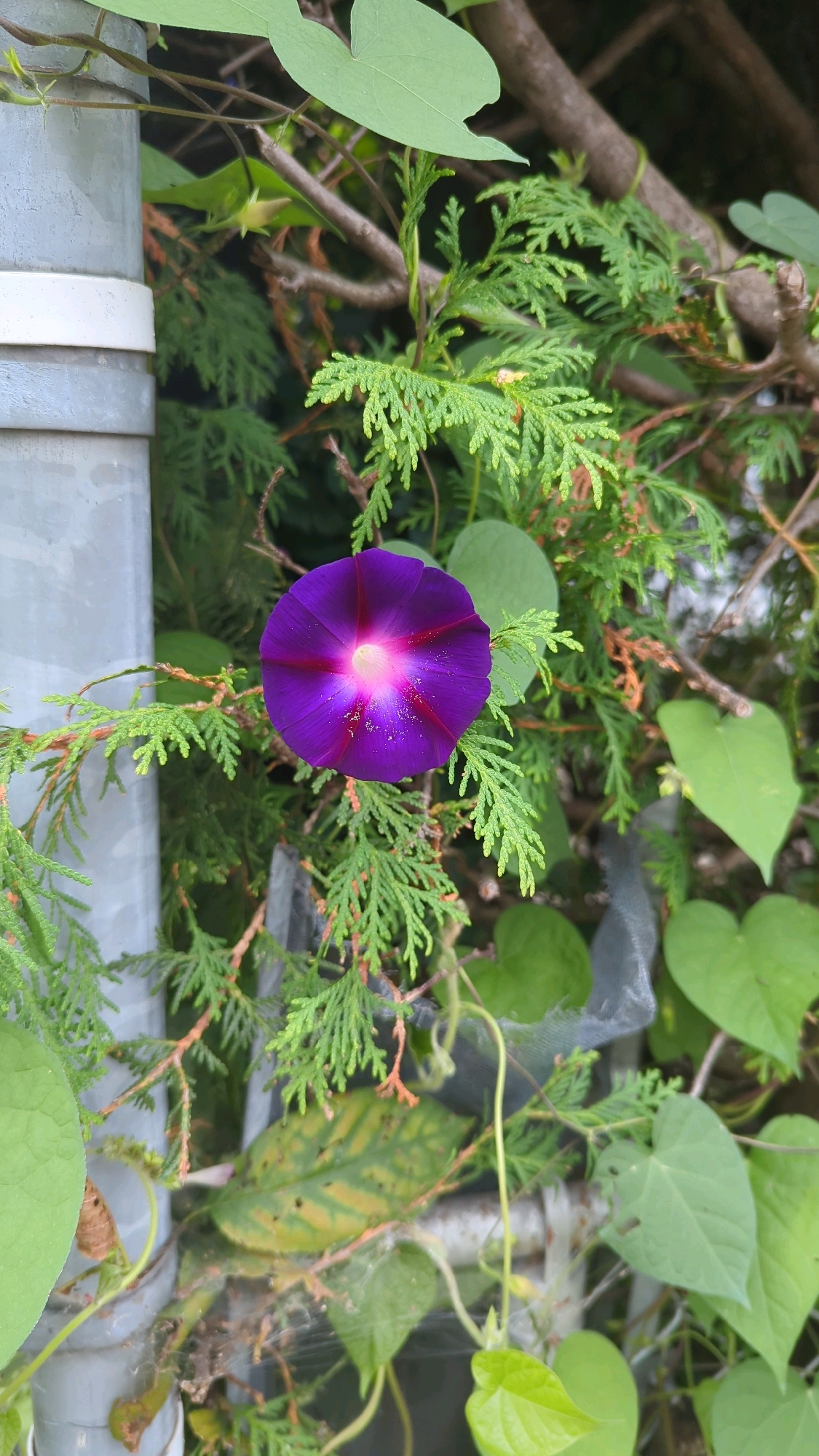 A close-up, vertical shot shows a vibrant purple morning glory flower in full bloom. The flower is centered in the frame, with its trumpet-shaped petals unfurling outwards. The center of the flower glows with a gradient of pink and white, with subtle specks of red. The flower is surrounded by lush green foliage, including the feathery branches of a conifer and broader, heart-shaped leaves of another vine. A grey pipe, segmented by white bands, is visible on the left side of the image, indicating an urban setting. The background is a blur of branches and greenery. The lighting suggests it is daytime, with a slight overcast sky contributing to the soft illumination. The scene appears to be in a garden or natural setting within a city, possibly in Montreal, Canada, given the context. No people or specific actions are depicted.