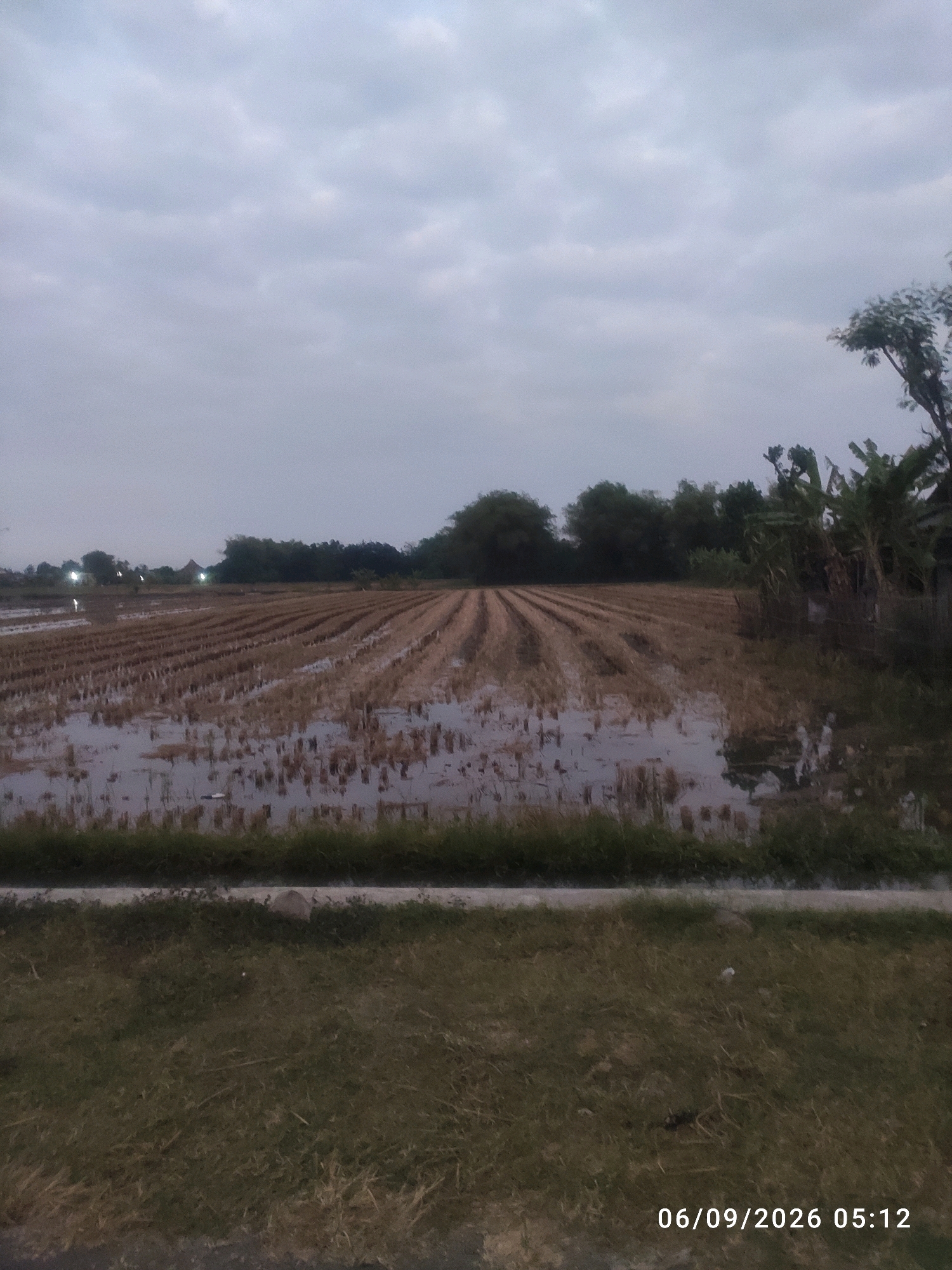 The image shows a harvested rice field in Bongkot, Indonesia, with the stubble of the rice stalks submerged in shallow water. The field is divided into neat rows, indicating it was recently cultivated. In the distance, trees and some lights can be seen, suggesting the presence of a village or settlement. The sky is overcast with clouds, and the overall lighting indicates either early morning or late evening. The foreground consists of dry grass and a paved surface, possibly a road or pathway. The timestamp "06/09/2026 05:12" is visible in the bottom right corner, suggesting the photo was taken on September 6, 2026, at 5:12 AM. There are no people visible in the image.