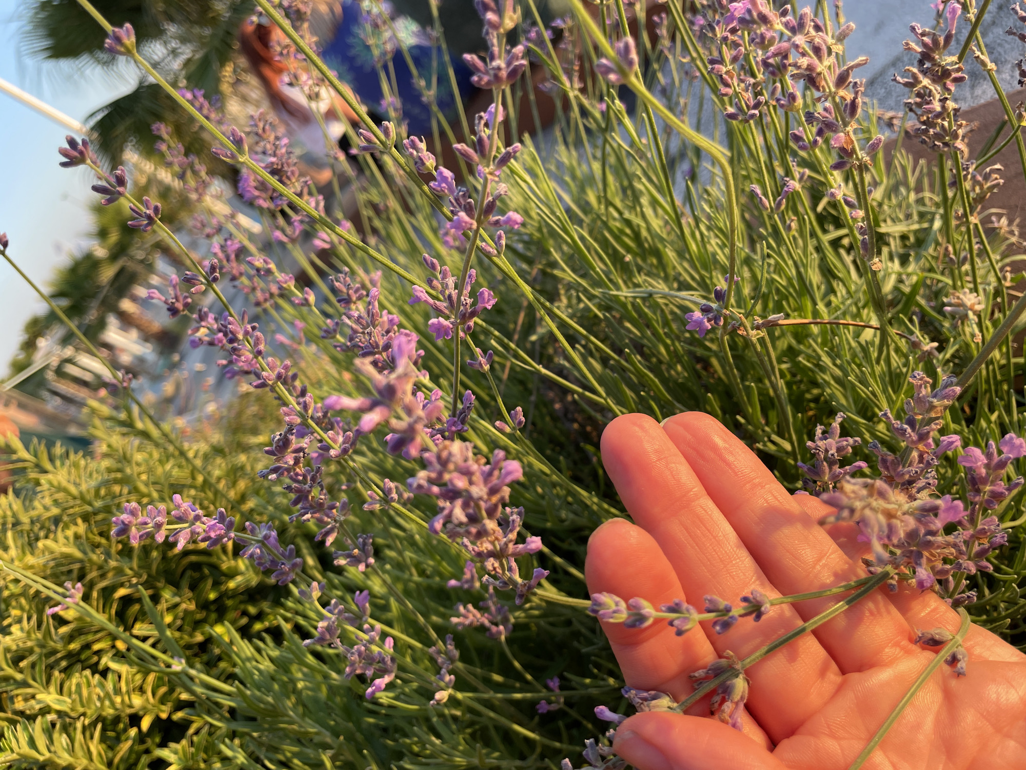 This is a close-up, eye-level shot of lavender flowers in bloom. The foreground is dominated by a hand, gently holding a sprig of lavender, with the thumb and index finger slightly apart. The skin of the hand is warm and tanned, suggesting sunlight. Behind the hand and flowers, the scene is slightly blurred, hinting at a garden or outdoor setting. We see more lavender stalks and blossoms, predominantly in shades of purple and green. In the background, out of focus, are palm fronds and a hint of blue sky, suggesting a warm climate. The lighting indicates it is likely late afternoon or early evening, with the golden hue of the sun casting a warm glow on the scene. The overall emotion conveyed is one of tranquility and the appreciation of nature. There is no visible text in the image. The provided location context is Sochi, Russia.