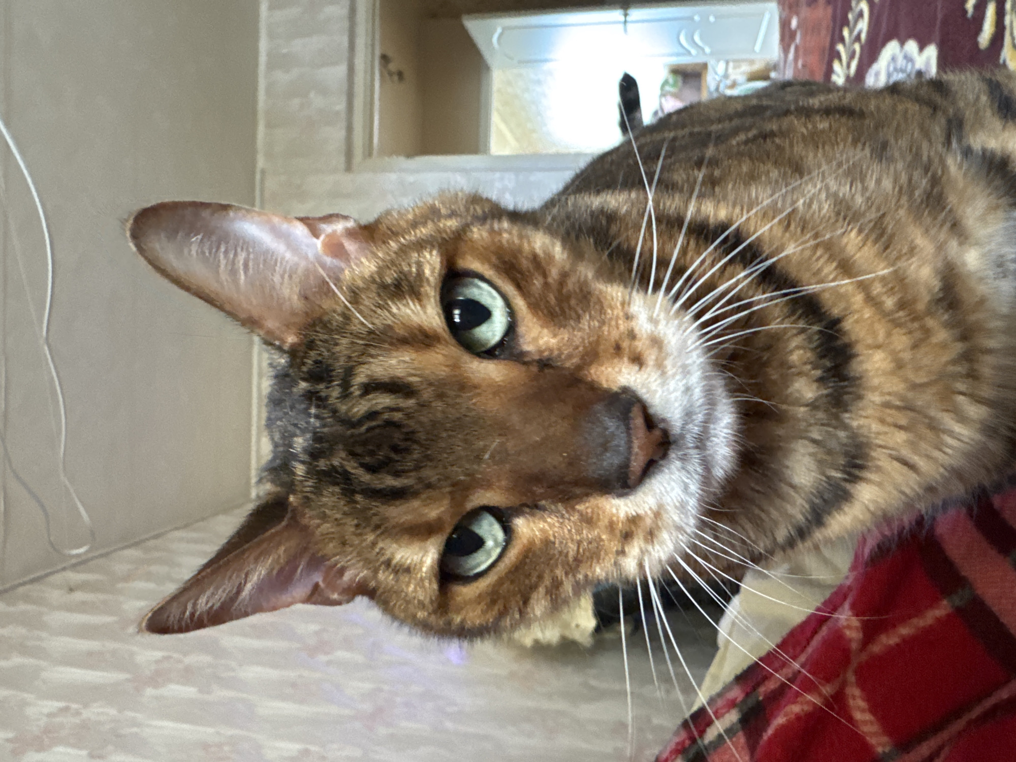 An extreme close-up shot captures the face of a Bengal cat indoors. The cat's head is angled slightly, with its green eyes looking directly at the camera. Its fur is a mix of brown and black stripes, characteristic of the breed. The background is blurred, but hints of a wall with floral wallpaper and a doorway with a white door are visible, suggesting an indoor domestic setting. A red plaid blanket is partially visible in the lower left corner. The lighting appears to be natural, coming from overhead. There are no people or other animals visible in the frame.