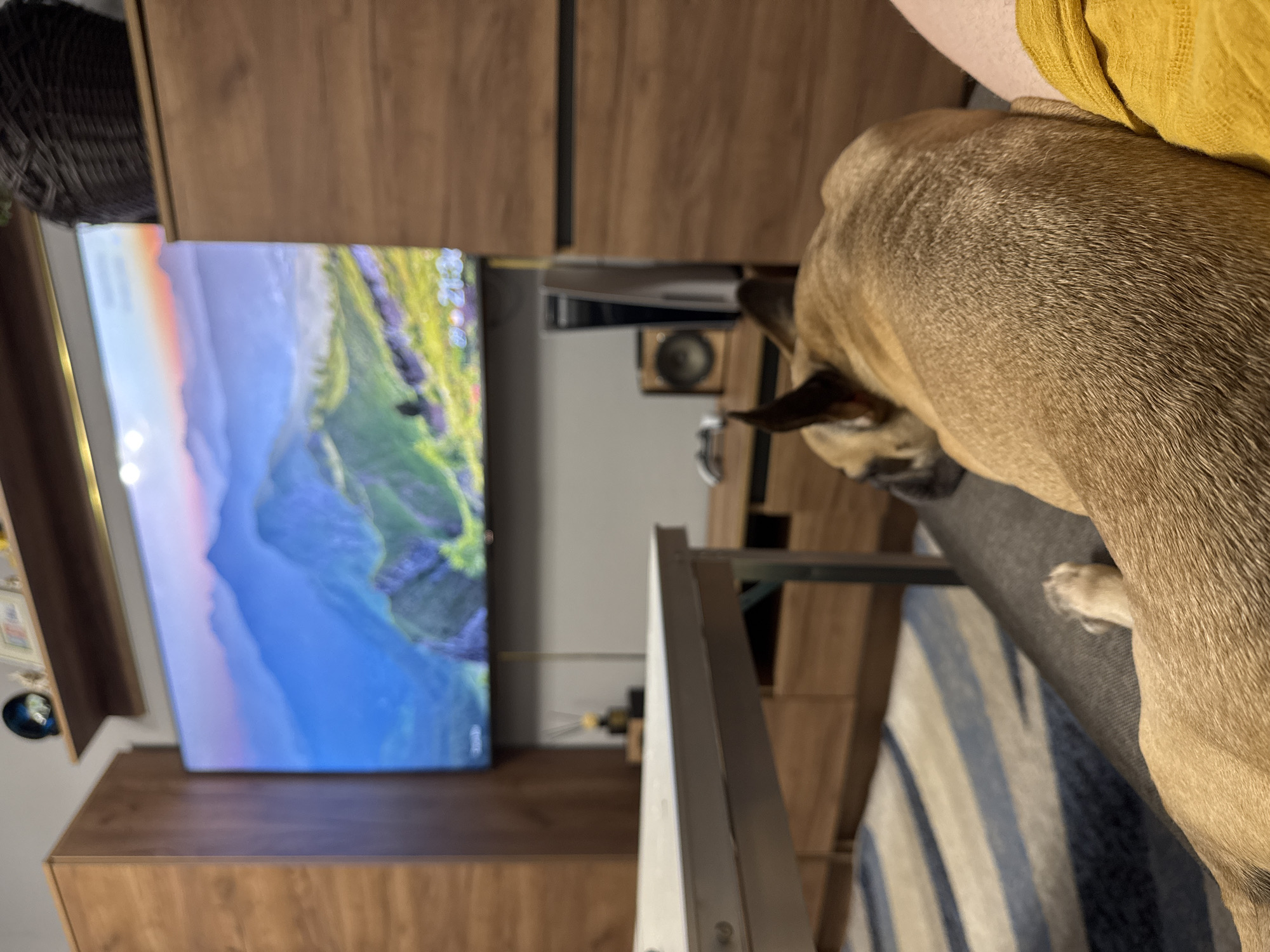 A French bulldog is resting on a person's lap in a living room. The dog is light brown with dark ears and is facing away from the camera. The person is wearing dark grey pants and a yellow garment. In the background, a large television screen displays a landscape image of mountains with a sunset. To the left of the TV, a tall wooden cabinet stands. To the right of the TV, another wooden cabinet is visible, with a black basket on top. A white table is positioned in the foreground, to the left of the dog. A rug with blue and white stripes is partially visible on the floor. The overall scene suggests a relaxed evening at home. The location is not specified in the image.