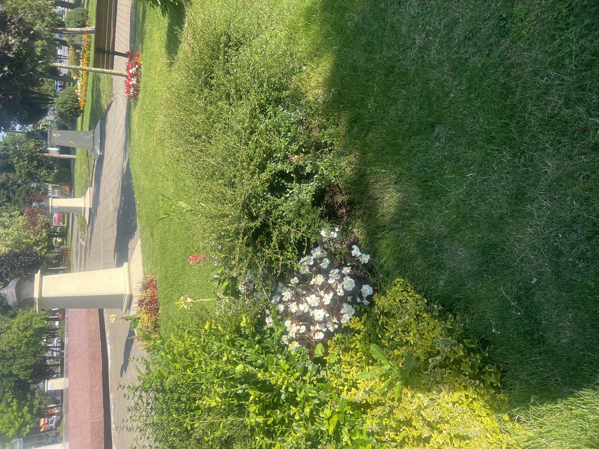 The image captures a sunlit park area in Iași, Romania. In the foreground, a vibrant cluster of white and reddish flowers is nestled amidst lush green foliage. To the left, a bush with bright yellow-green leaves is prominent. Behind these plants, a paved walkway runs horizontally, leading the eye towards a series of monumental pillars topped with dark busts, likely honoring historical figures. The pillars stand on manicured lawns, interspersed with trees. A wooden park bench is visible on the right side of the walkway. In the background, several cars are parked along a street, and more trees line the horizon, suggesting the park is situated in an urban environment. The overall impression is one of a well-maintained public space on a clear day.