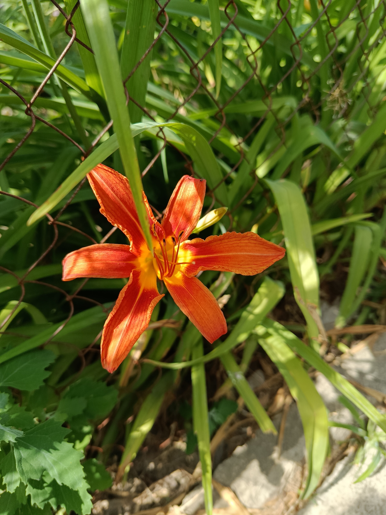 A close-up shot captures an orange lily in bloom, its six petals spread wide. The lily is positioned in the center of the frame, with its vibrant orange and yellow hues standing out against a backdrop of lush green foliage. A rusty chain-link fence runs diagonally across the upper portion of the image, creating a textured layer that partially obscures the leaves behind it. The sun appears to be shining, casting dappled shadows on the ground and highlighting the delicate veins of the lily's petals. The scene suggests a sunny day, likely in a garden or outdoor setting in Verbky, Ukraine, with the fence indicating a boundary or enclosure. There is no visible text in the image. The focus is on the natural beauty of the flower, with the fence adding a touch of industrial contrast to the organic elements.