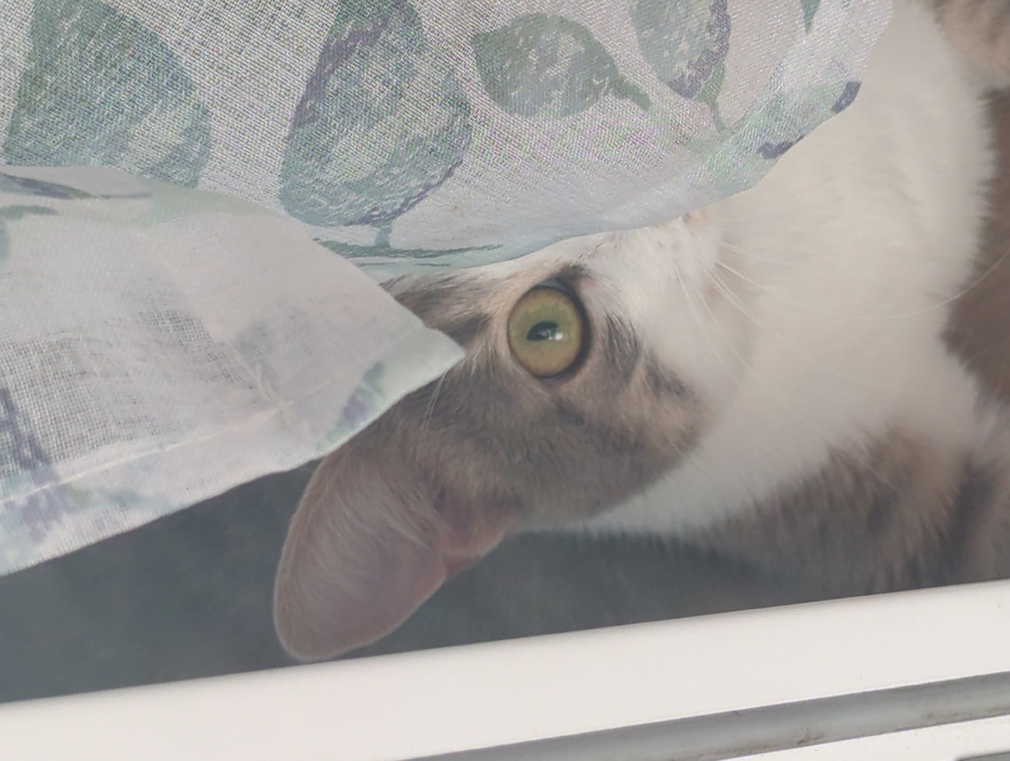 A close-up, eye-level shot shows a cat peeking from behind a sheer, patterned curtain with green and blue floral designs. The cat, primarily gray and white with green eyes, is partially obscured by the fabric. Its left eye and part of its head are visible, looking towards the camera. A white vertical frame is on the left side of the image, suggesting the cat is looking through a window or opening. The background is dark and out of focus. The setting is not specified in terms of city or location.