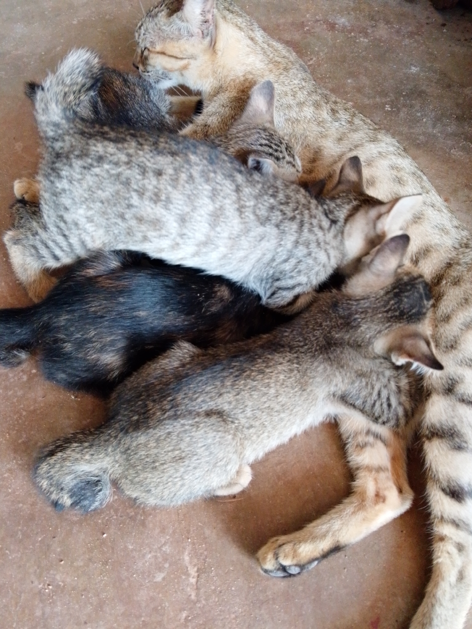 A light brown tabby cat lies on a reddish-brown floor nursing four kittens. One kitten is black, and the others are gray tabby. The location is presumed to be Bukit Ketok, Indonesia.