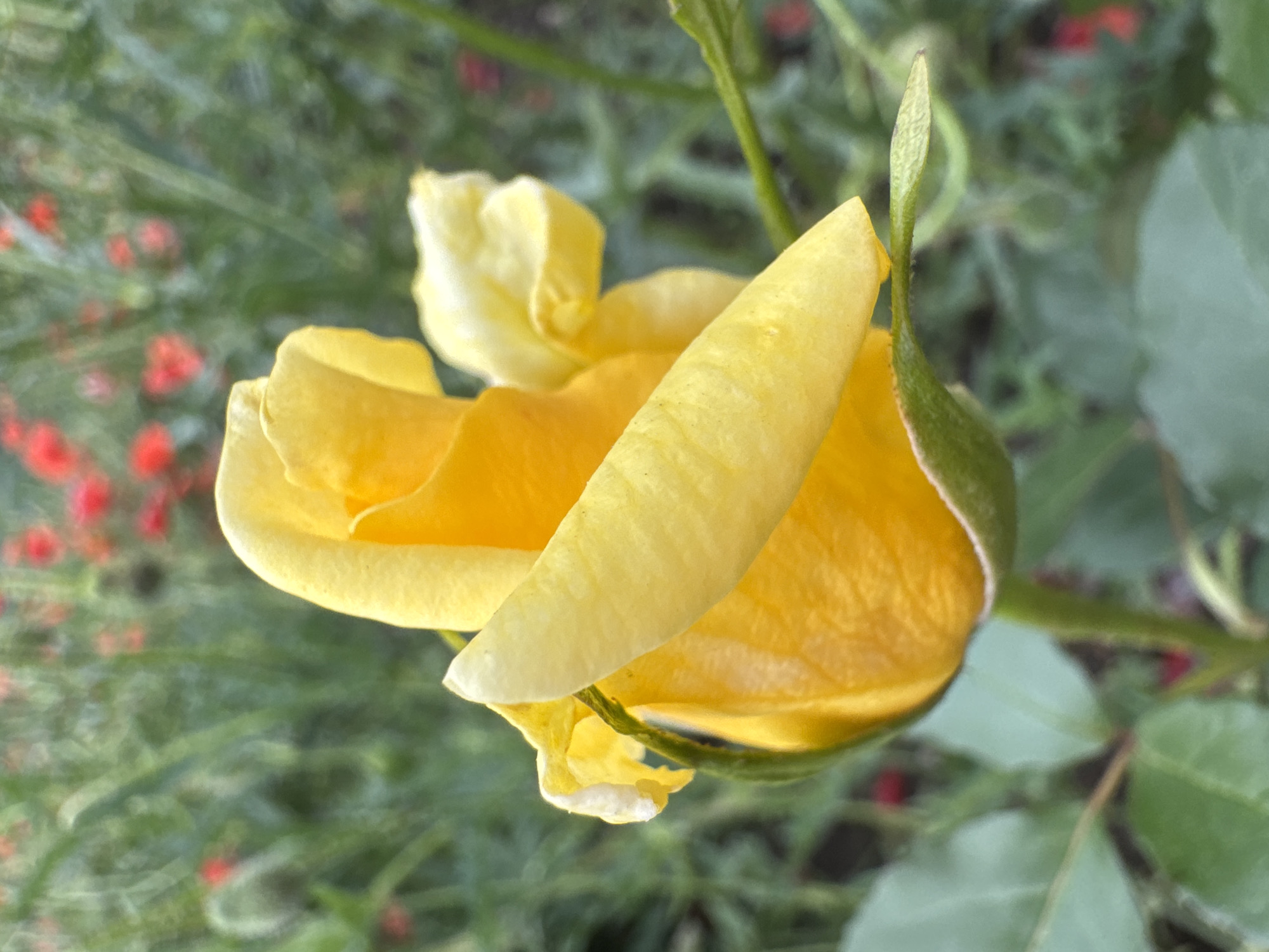 The image features a close-up view of a yellow rose in partial bloom. The petals exhibit a gradient of yellow hues, with some appearing lighter and others more saturated. The rose is positioned against a blurred background of greenery with a few red accents that could be small flowers or berries. The surrounding foliage includes stems and leaves. The location of the city of Kryvyi Rih, Ukraine is not evident in the image.