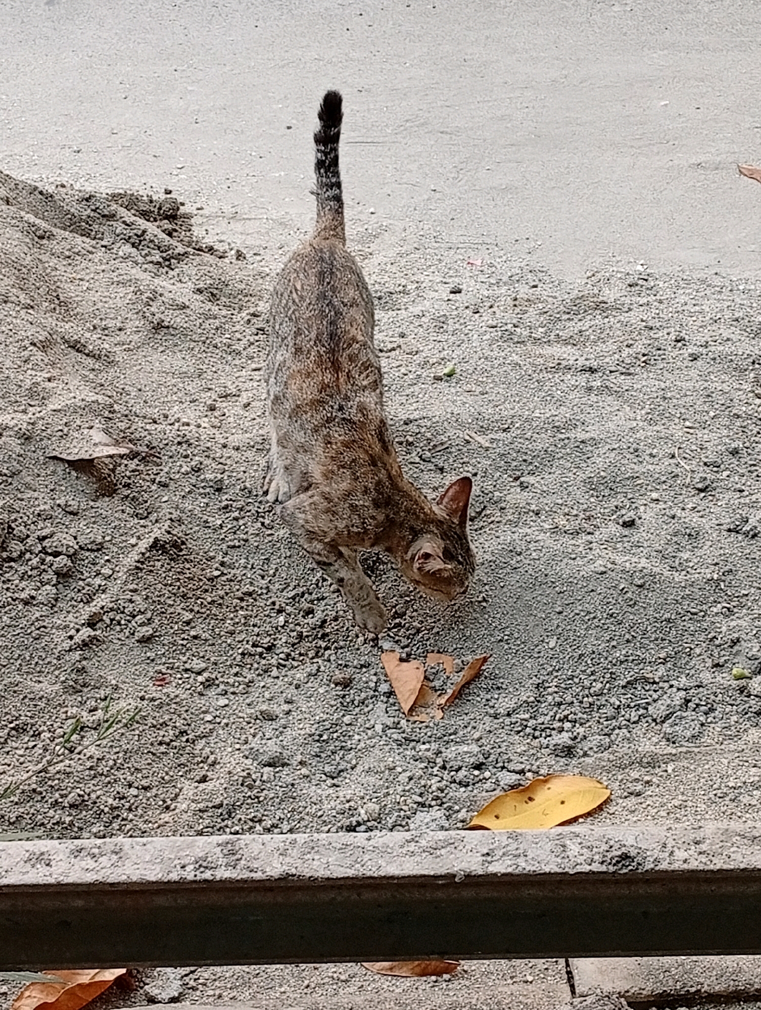 The image shows a tabby cat sniffing at the ground in the city of Caringin, Indonesia. The cat is in focus and occupies the center of the frame. Its fur is a mix of brown, grey, and black stripes. It is positioned with its head down, actively engaged with the ground. The environment consists of loose gravel and dirt, with a few dry leaves scattered on the surface. A concrete structure or curb is visible in the foreground, with more fallen leaves on it. The background is a continuation of the grey, gravelly ground.