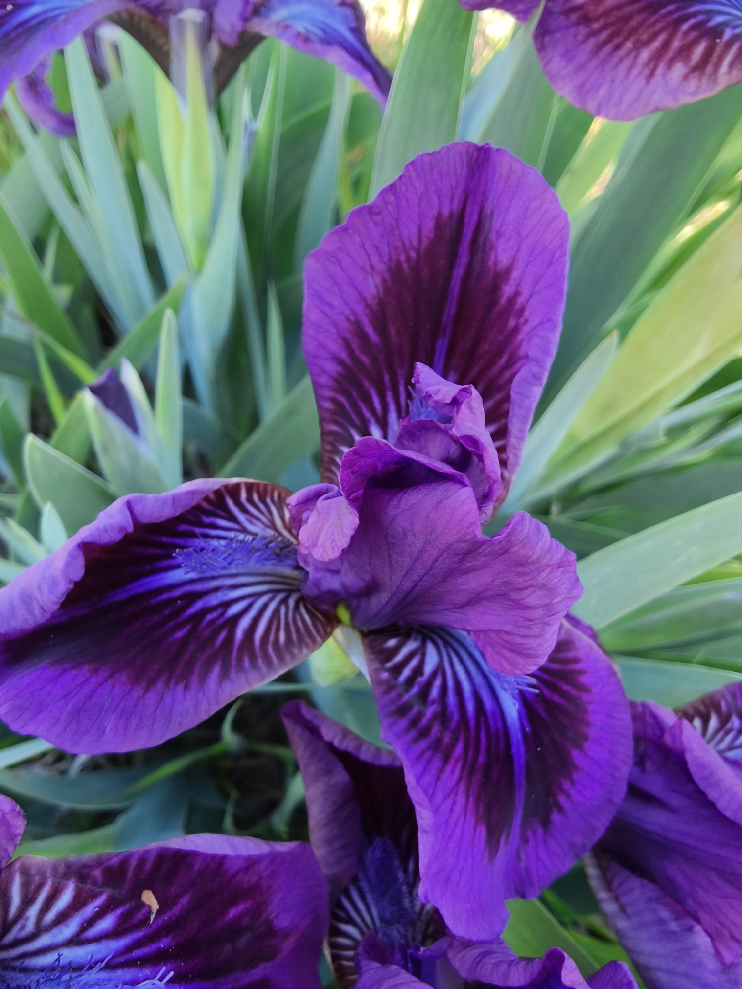 A close-up, brightly lit, vertical shot shows a cluster of purple iris flowers with striking darker purple veining on their petals. The flowers are in full bloom, with some petals facing upwards and others curving down. Green, blade-like leaves create a dense background. The location information is not discernible from the image.