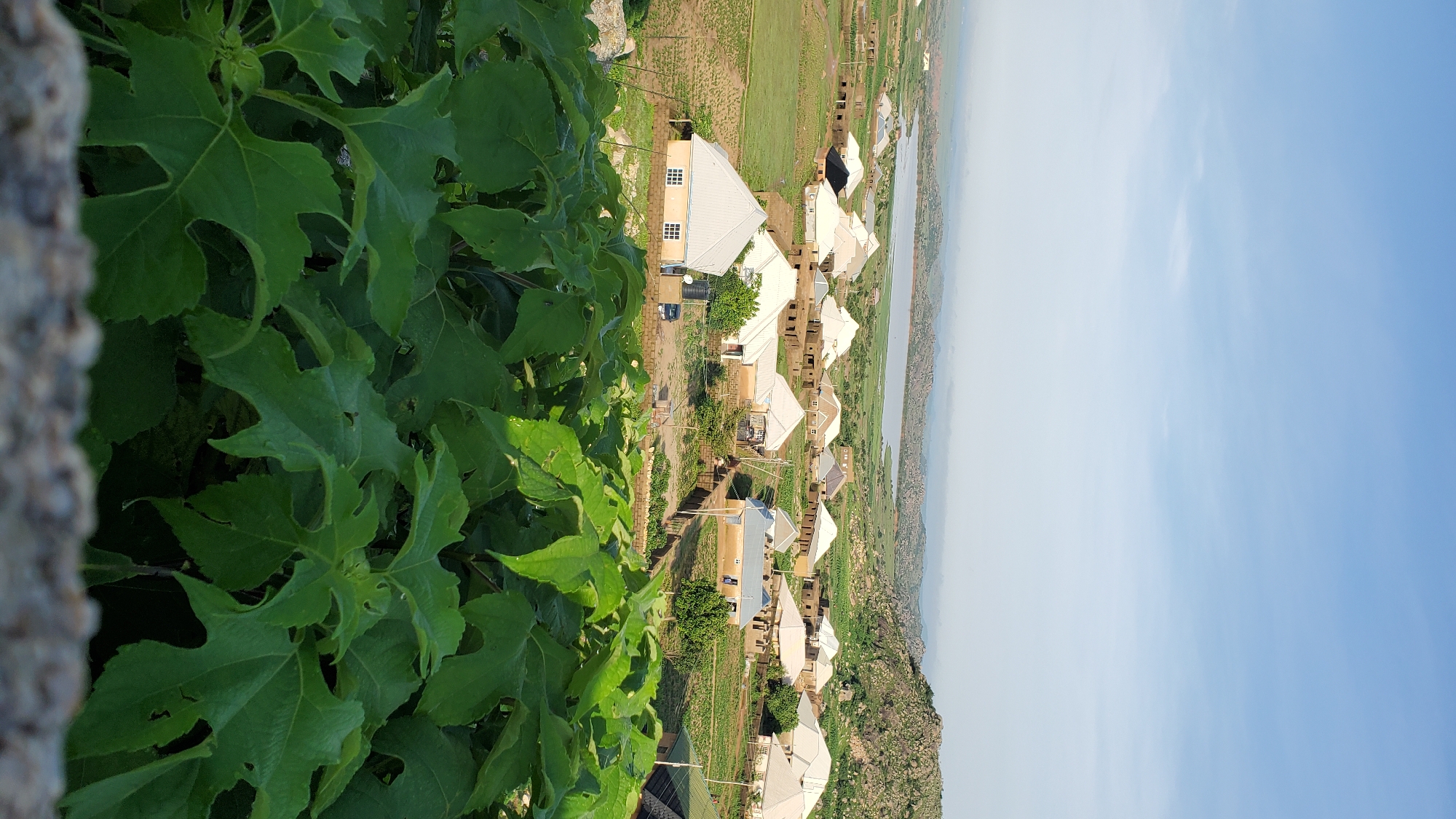 The image shows a panoramic view of a rural village, likely on the outskirts of Jos, Nigeria. The scene is dominated by a cluster of residential buildings, characterized by their light-colored walls and white, sloped roofs, some of which appear to be constructed from corrugated metal. The houses are situated amidst lush green fields and vegetation. In the background, a body of water, possibly a lake or reservoir, is visible, bordered by rolling hills and rocky outcrops typical of the Jos Plateau. The sky is a pale blue with a few wispy clouds, suggesting either early morning or late afternoon light. In the foreground, large, green leaves of a plant obscure the lower portion of the view, creating a natural frame for the scene. There are no people visible in the image. The overall impression is one of a peaceful, developing community in a scenic, natural setting.