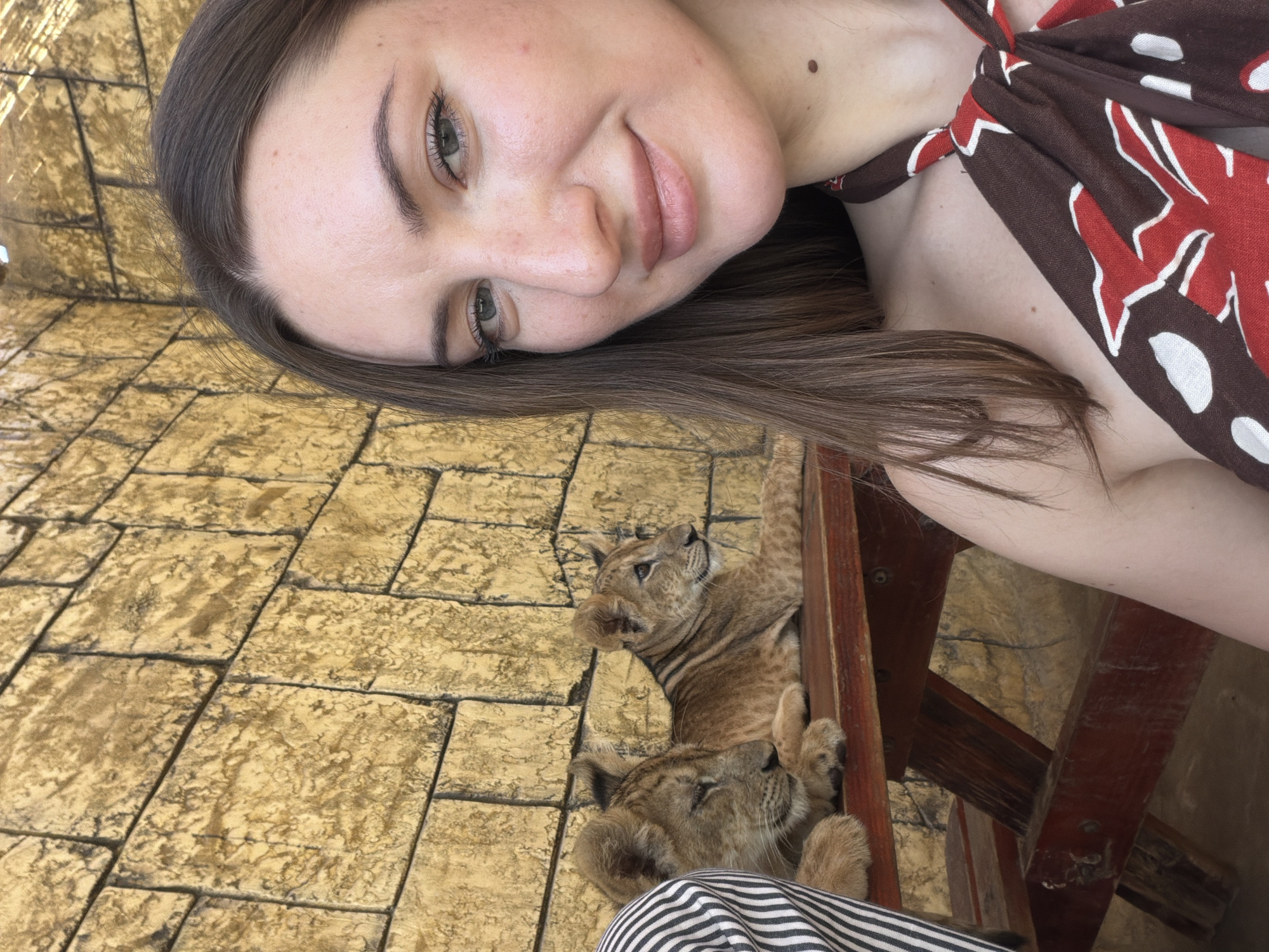 In Sheikh Zayed, Egypt, a young woman is taking a selfie in front of a textured yellow brick wall. Two lion cubs are resting on a wooden bench to her left. The woman is wearing a brown and red patterned top. The cubs are lying down, with one cub looking to the right and the other looking down. The scene appears to be an outdoor enclosure, possibly at a zoo or wildlife park.