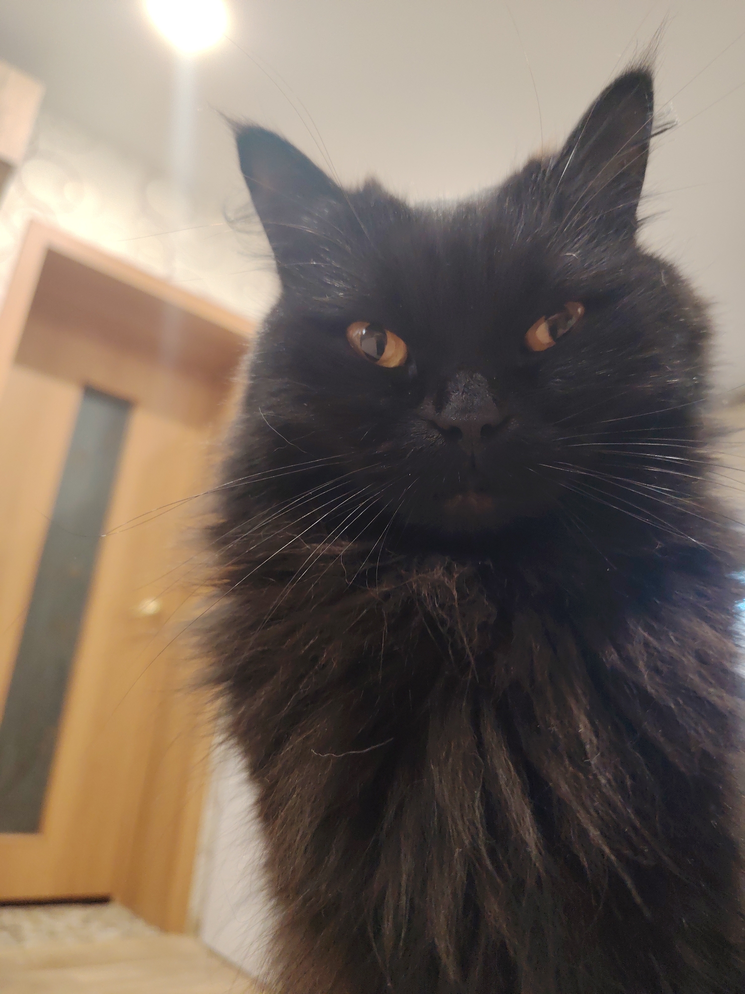 A close-up, low-angle shot features a fluffy black cat with amber eyes looking directly at the camera. The cat's fur is dense and appears to be of medium length. In the background, out of focus, a wooden door with a vertical panel is visible, along with a light-colored wall and ceiling with a light fixture. The scene appears to be indoors.