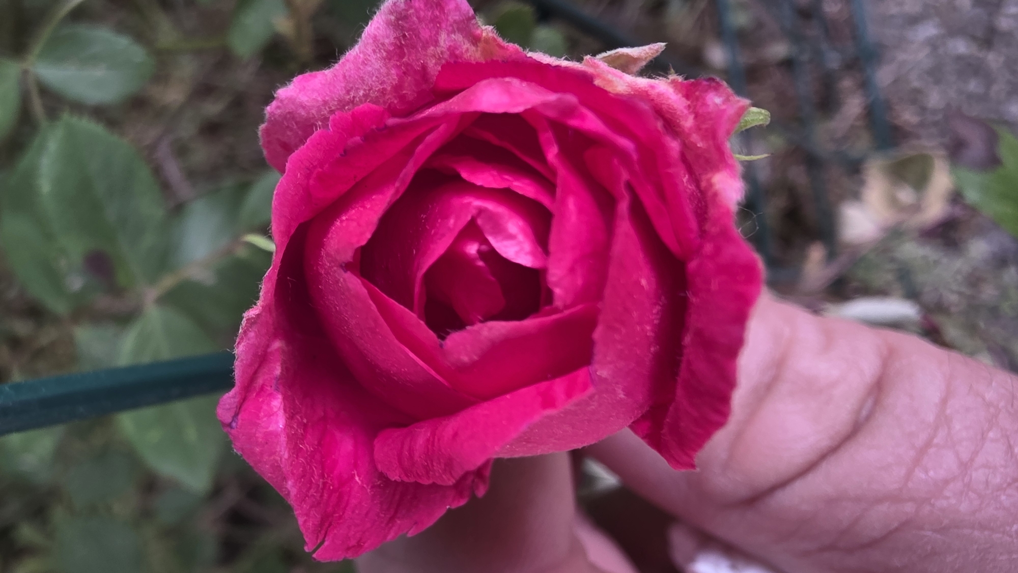 A close-up of a partially opened, dark pink rose is the central focus. The rose petals are tightly clustered in the center, gradually unfurling outwards. The rose is slightly worn, with some fraying or discoloration on the outer petals. The background shows a blurred scene of green foliage and a hint of a grey concrete surface. A portion of a hand can be seen holding the rose. The location and city cannot be determined from the image.