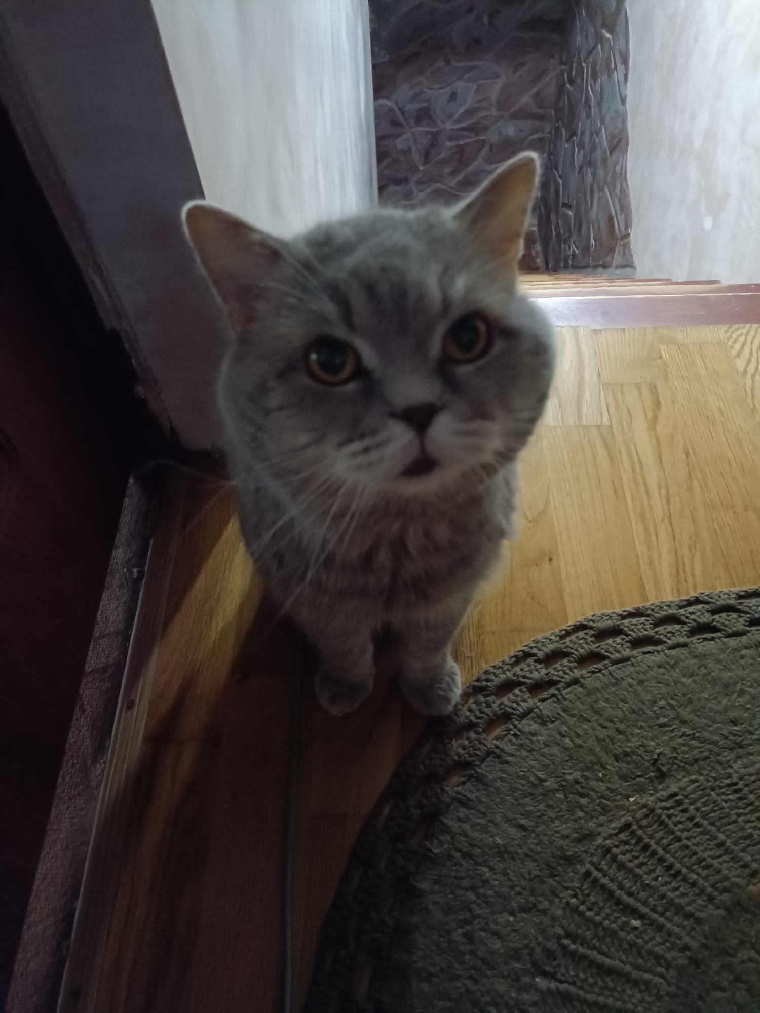 A close-up, eye-level shot shows a grey tabby cat with bright amber eyes looking directly at the camera. The cat is in a sitting position on a wooden floor, with its ears perked up and its mouth slightly open, as if it is about to speak or meow. The background is slightly blurred, revealing a stone wall and stairs to the right, and a dark wooden door frame to the left. A dark green rug with a textured pattern is visible in the foreground, partially obscuring the cat's paws. The lighting is dim, with the main light source appearing to come from the right, casting soft shadows. The image appears to have been taken indoors, likely in a residential setting, possibly in Bataysk, Russia, given the context provided. The overall scene is intimate and focuses on the cat's expression.