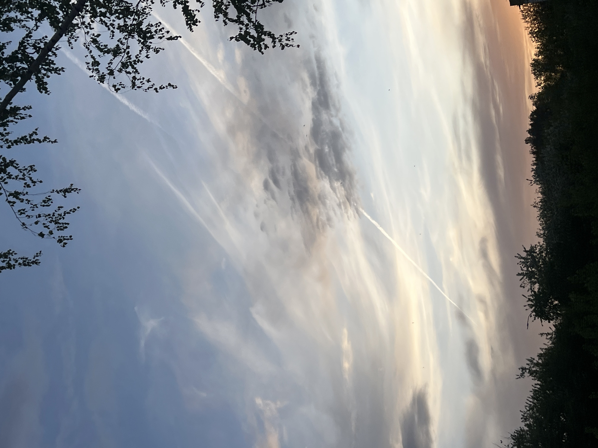 The image captures a view of the sky in Chaikovsky, Russia. The sky is filled with a variety of cloud formations, including cirrus clouds, with evidence of contrails from aircraft. The overall color palette is a mix of blues, grays, and oranges, suggesting it is either early morning or late afternoon. Silhouetted tree branches frame the edges of the image, indicating the presence of trees. There are no people visible in the image.