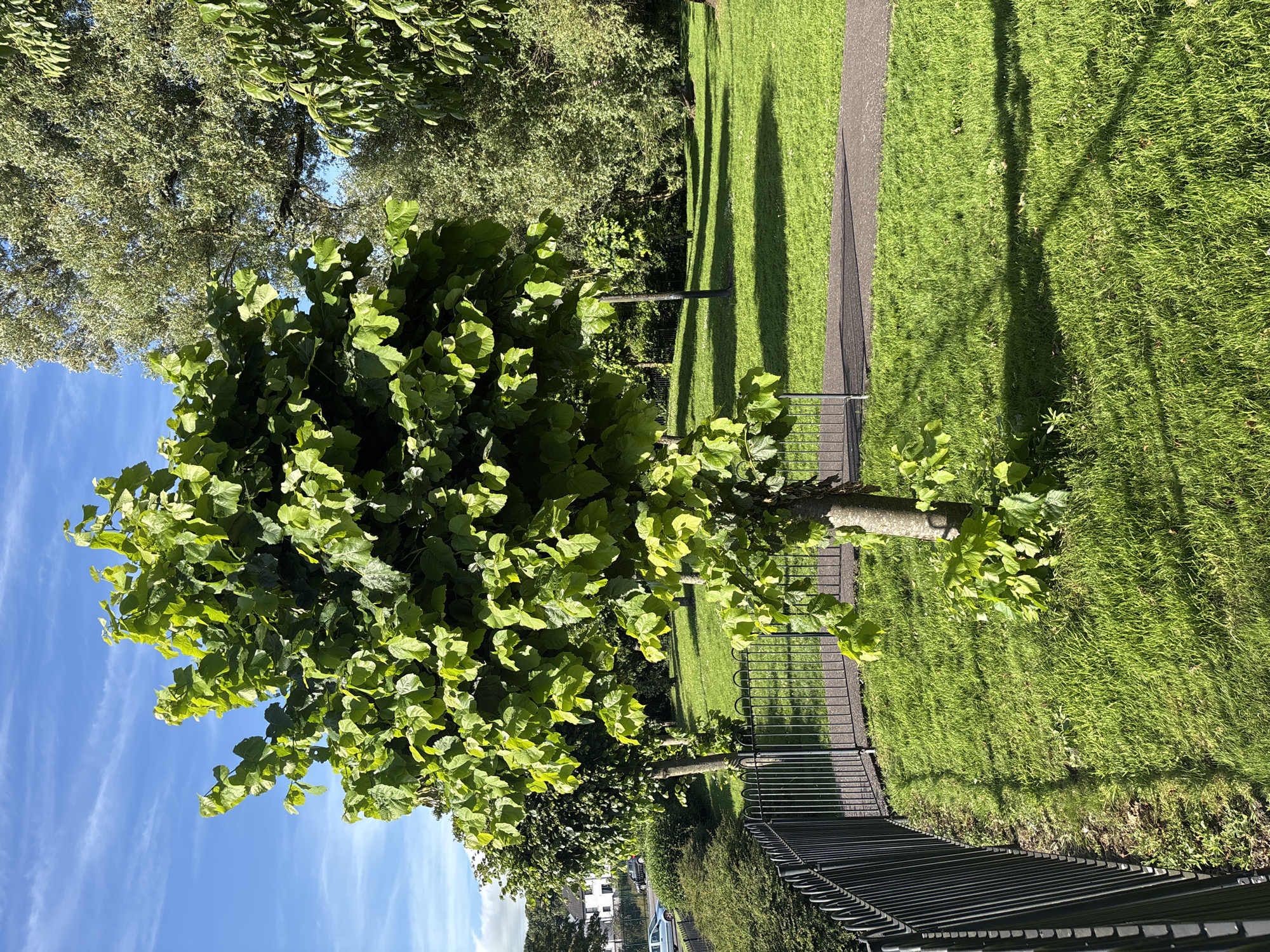 The image depicts a park scene in Cork, Ireland, on a sunny day. A small tree with vibrant green leaves stands prominently in the foreground, casting a shadow on the well-maintained grassy lawn. A black metal fence runs along the left side of the image, bordering the park. A paved pathway is visible curving through the grass behind the tree. In the background, several other trees with lush foliage create a natural backdrop, and hints of residential buildings can be seen in the distance. The sky above is a clear blue with a few wispy clouds.