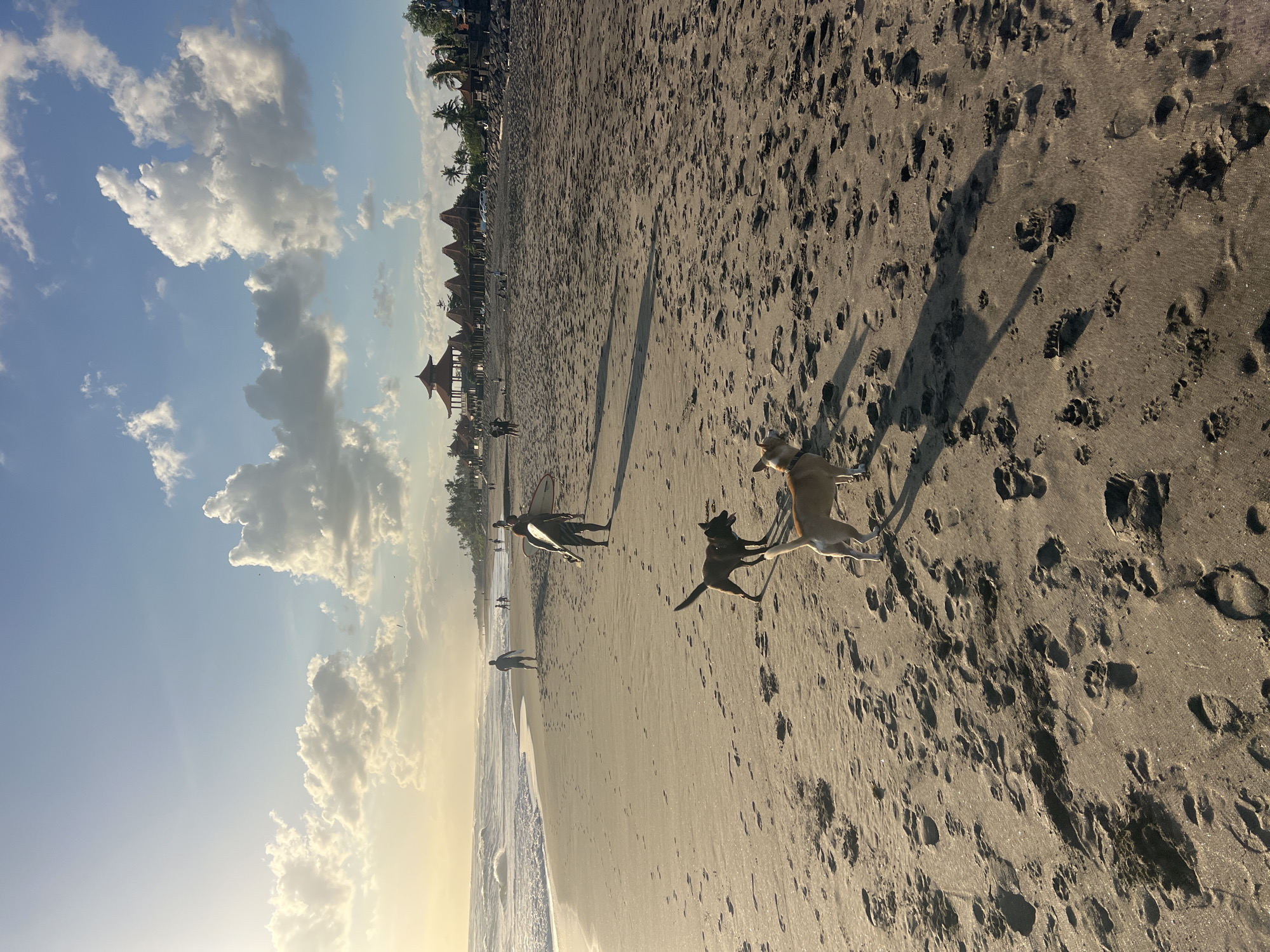 This is a photograph of a beach scene at dusk, with the sun low in the sky and casting long shadows. Two dogs are in the foreground, one light brown and one dark brown. The beach is sandy with many footprints. In the background, there are people walking and some with surfboards. Further back, there are buildings with distinctive thatched roofs and palm trees. The ocean is visible to the left with waves breaking on the shore. The sky is blue with scattered white clouds, illuminated by the setting sun. The location is the beach in Kediri, Indonesia, specifically the coastal area.