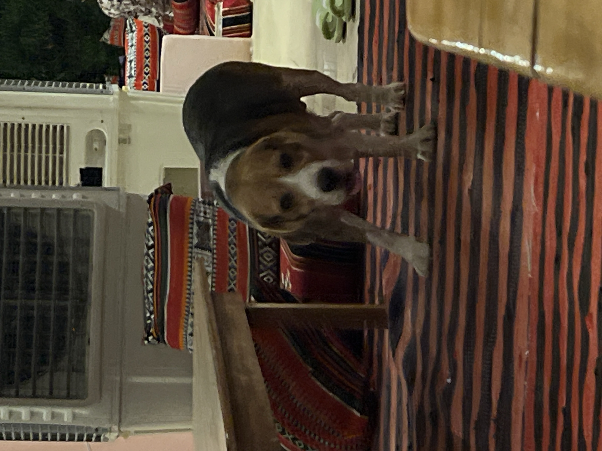 In the city of Nueiba, Egypt, a tricolor Beagle dog stands on a striped rug, facing forward with its mouth slightly open and tongue visible. The dog has dark brown, black, and white markings. Behind the dog, a wooden table with a light brown top is positioned at an angle. The environment includes what appears to be a seating area with patterned cushions and blankets in red, black, and white geometric designs. In the background, a white air conditioning unit with a dark grill is visible. The floor is covered with a rug featuring horizontal red and black stripes. There are light green flip-flops to the right of the dog. The overall scene suggests an outdoor or semi-outdoor setting, possibly a café or a relaxed gathering area in Nueiba.
