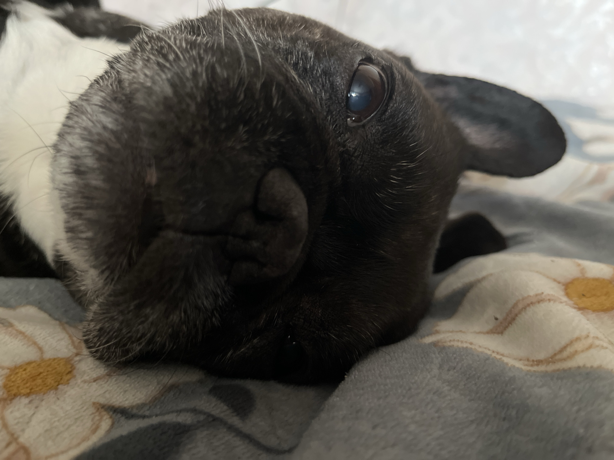 The media file is a close-up, low-angle shot of a black and white French bulldog lying on its back. The dog's head is tilted to the side, with its left eye clearly visible and reflecting light. Its snout is squashed, a characteristic of the breed. The dog's fur is short and appears to be a mixture of black and white, with some gray hairs visible around the muzzle and forehead.
The dog is lying on a soft surface, possibly a blanket or bed, which has a pattern of light-colored flowers with yellow centers and brown outlines. The background is blurred, but it appears to be an indoor setting. The lighting is soft, suggesting it might be daytime indoors or artificial light. The overall mood is relaxed and peaceful, with the dog appearing comfortable and perhaps sleepy. There is no visible text in the image. The location context provided is Uman, Ukraine, but there are no specific visual cues in the image to confirm this.