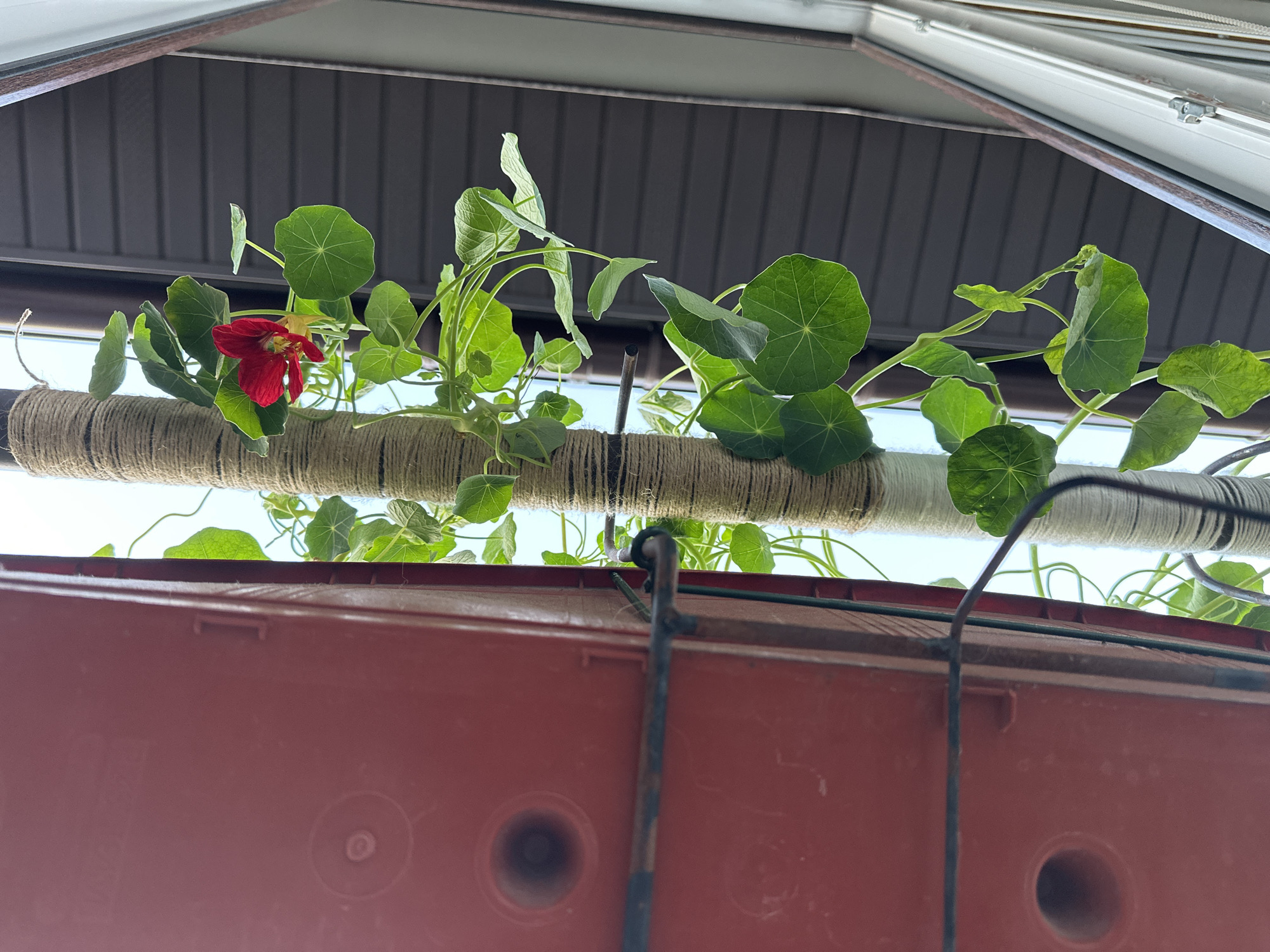 This media file captures a close-up, low-angle view of a nasturtium plant with a single red flower, growing in a planter. The plant's vibrant green, circular leaves and a bright red flower are the primary subjects. The nasturtium is growing along a horizontal rod, which is wrapped in rough, textured twine. The rod is suspended above a large, reddish-brown plastic planter. The background consists of the underside of a roof structure, appearing to be corrugated metal, and a bright, overcast sky. There is no visible text in the image. The lighting suggests it is daytime, likely under cloudy or overcast conditions, as the light is diffuse and there are no harsh shadows. The setting appears to be outdoors, possibly on a balcony or patio, given the presence of the planter and the overhead roof structure which could be part of an awning or overhang. The overall mood is natural and serene, focusing on the plant's growth and delicate bloom. The location context of Vladimir, Russia, provides a geographical setting for this scene of domestic horticulture.