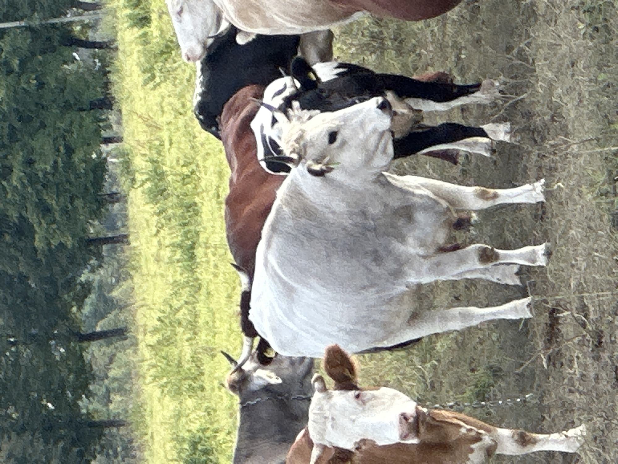 The image shows a herd of cattle in a field with trees in the background. The cattle are of various colors including white, brown, and black and white. Some of the cows have horns. The ground is covered with grass and dry vegetation. The scene appears to be in a rural setting. The location of Dubrovitsy, Russia is not explicitly depicted in the image itself, but it is provided as context for the scene.