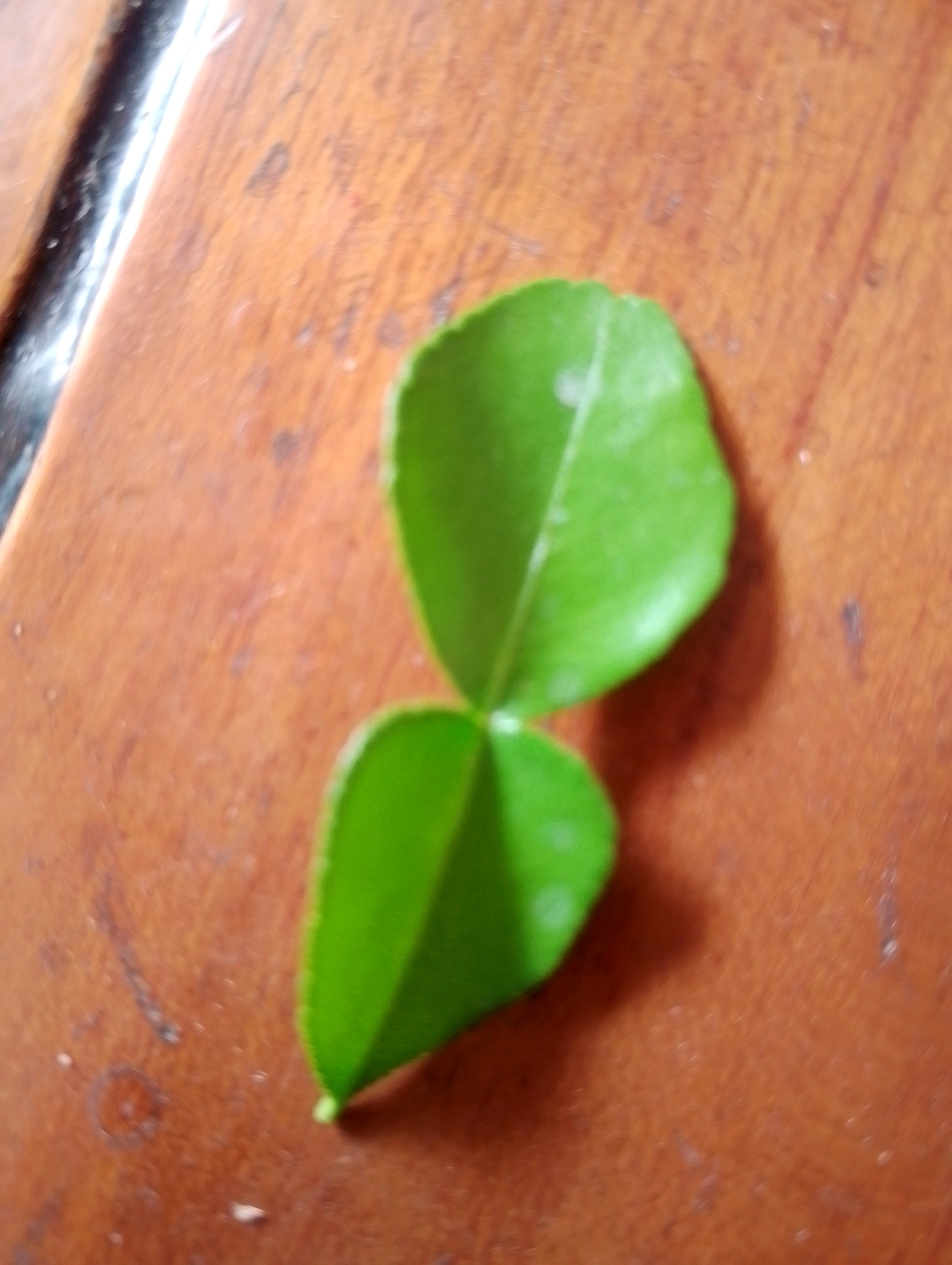 The image shows a close-up, overhead view of two bright green, heart-shaped leaves connected at their base, resting on a polished, brown wooden surface. The leaves are a vibrant shade of green with subtle lighter green veins visible on their surfaces. They are positioned vertically, with the upper leaf slightly overlapping the lower one. The wooden surface displays a warm, reddish-brown hue and has a visible grain pattern. There is a dark, slightly reflective strip running diagonally across the upper left portion of the image, suggesting the edge of another object or surface. The lighting creates soft shadows around the leaves. The scene is devoid of human presence and does not offer any specific visual cues to pinpoint its location within Kendalrejo, Indonesia.