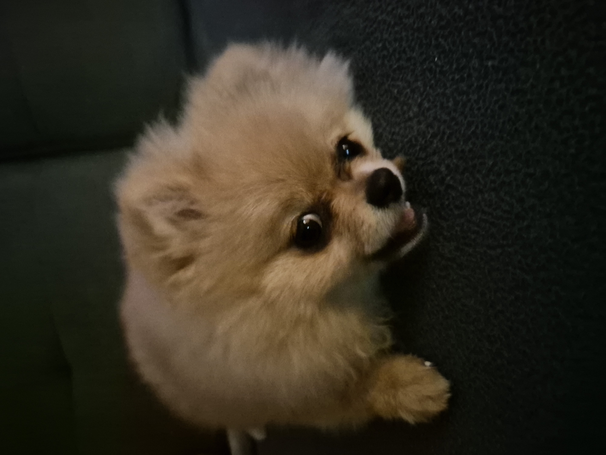 A fluffy, light brown Pomeranian dog is lying on a dark, textured surface, possibly a couch. The dog's head is turned towards the viewer, with its mouth slightly open, revealing its pink tongue and some teeth. Its eyes are dark and appear alert. The background is dark and indistinct, suggesting a dimly lit indoor environment. The dog's body is mostly covered in its thick fur, making it difficult to discern its exact posture. A single paw is visible on the left side of the image, resting on the dark surface. The lighting appears to be artificial and casts a warm glow on the dog's fur. The scene is static, with no apparent action or interaction. The location is described as Unknown, Unknown, indicating that specific geographical information is unavailable.