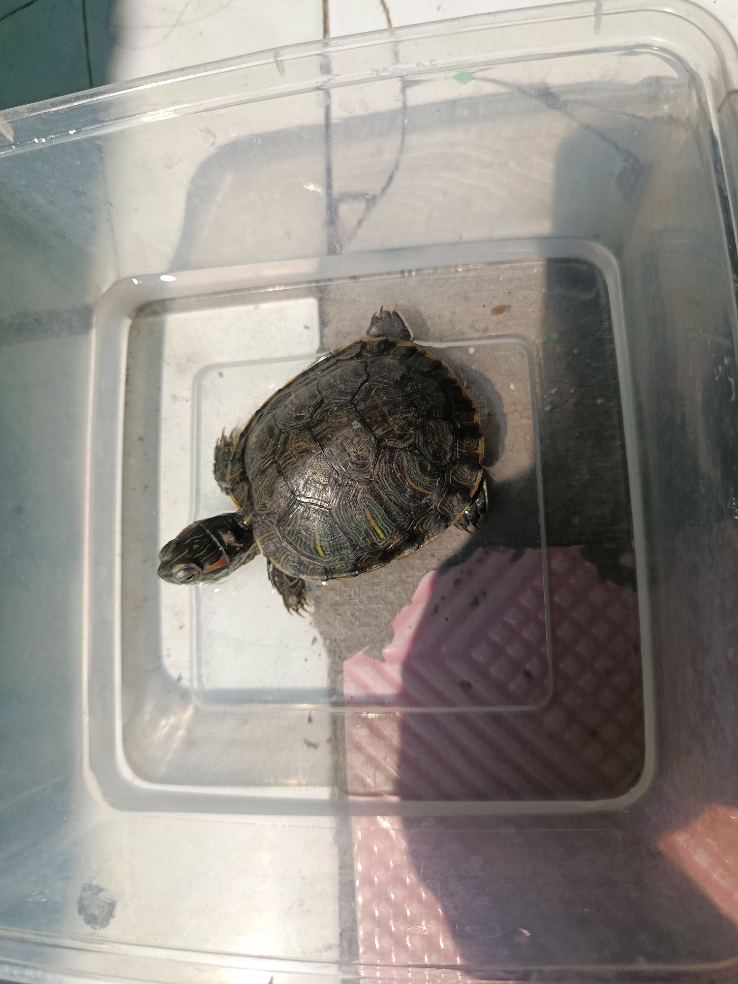 A red-eared slider turtle is submerged in clear water within a transparent plastic container. The container is placed on a tiled surface, suggesting an outdoor or semi-outdoor location, possibly a yard or patio. A pink object with a textured surface, likely a mat or platform, is partially visible beneath the water's surface on the right side of the container. The lighting indicates it is daytime, with sunlight casting shadows. The image was taken in Wanasari, Indonesia.