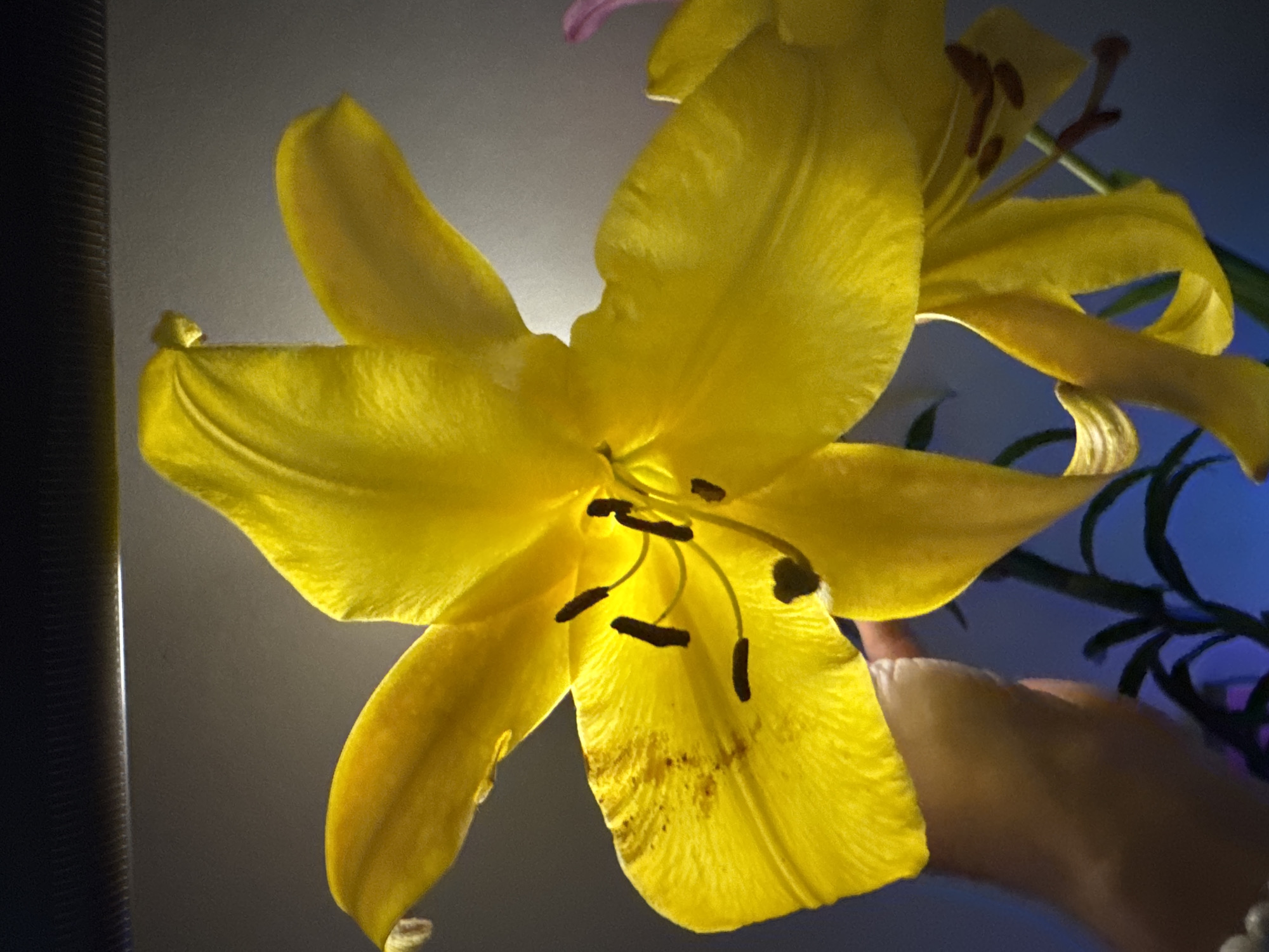 The image shows a close-up of a yellow lily flower. The flower has large, vibrant yellow petals and prominent stamens with dark brown anthers. The lighting highlights the translucent quality of the petals, revealing veins and some small brown spots on one of the petals. A portion of a hand, with skin tone visible, is supporting one of the petals from below. In the background, there are dark green leaves and stems, suggesting a plant. The background is a gradient of gray and blue, with a dark horizontal element at the top that appears to be a light source or a fixture. The overall impression is of a beautifully lit, detailed capture of a single flower. There is no discernible connection to the city of Tula, Russia in the image content.