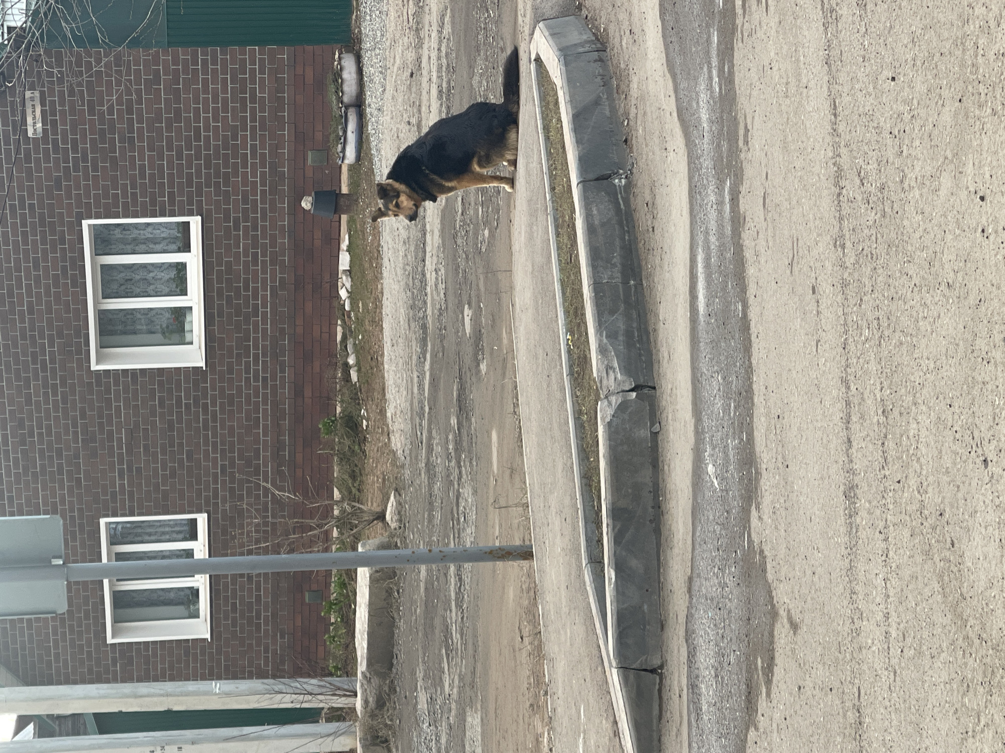 The image shows a street scene in Izhevsk, Russia, featuring a German Shepherd dog standing on the edge of the curb. The dog is black and tan, facing to the left of the frame. The curb is made of concrete. Next to the curb is an asphalt road.
To the left of the dog is a brick building with two windows. A street sign is mounted on the building, with illegible text. A dark green fence is visible above the brick building. The background includes a dirt and gravel area between the building and the road. A light pole stands near the curb, close to the dog.