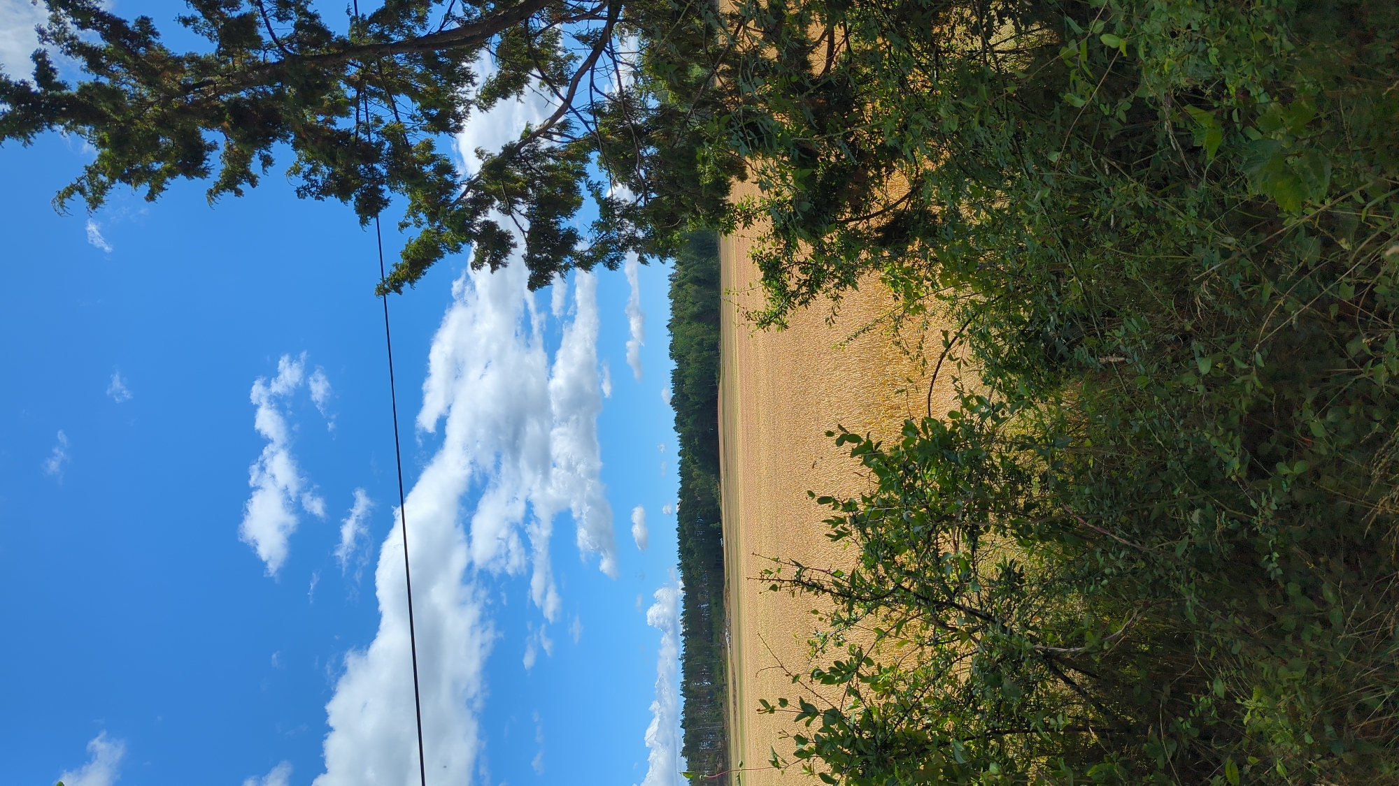 The image depicts a landscape scene from Larkollen, Norway, on a sunny day. In the foreground, dense green foliage with branches and leaves partially obscures the view. A thin, dark wire stretches horizontally across the upper portion of the image. Beyond the foliage, a vast field of golden wheat or similar crop dominates the mid-ground, stretching towards a dense line of dark green trees that form the horizon. The sky above is a vibrant blue, dotted with fluffy white clouds. The overall impression is one of a rural, agricultural setting under a clear, bright sky.