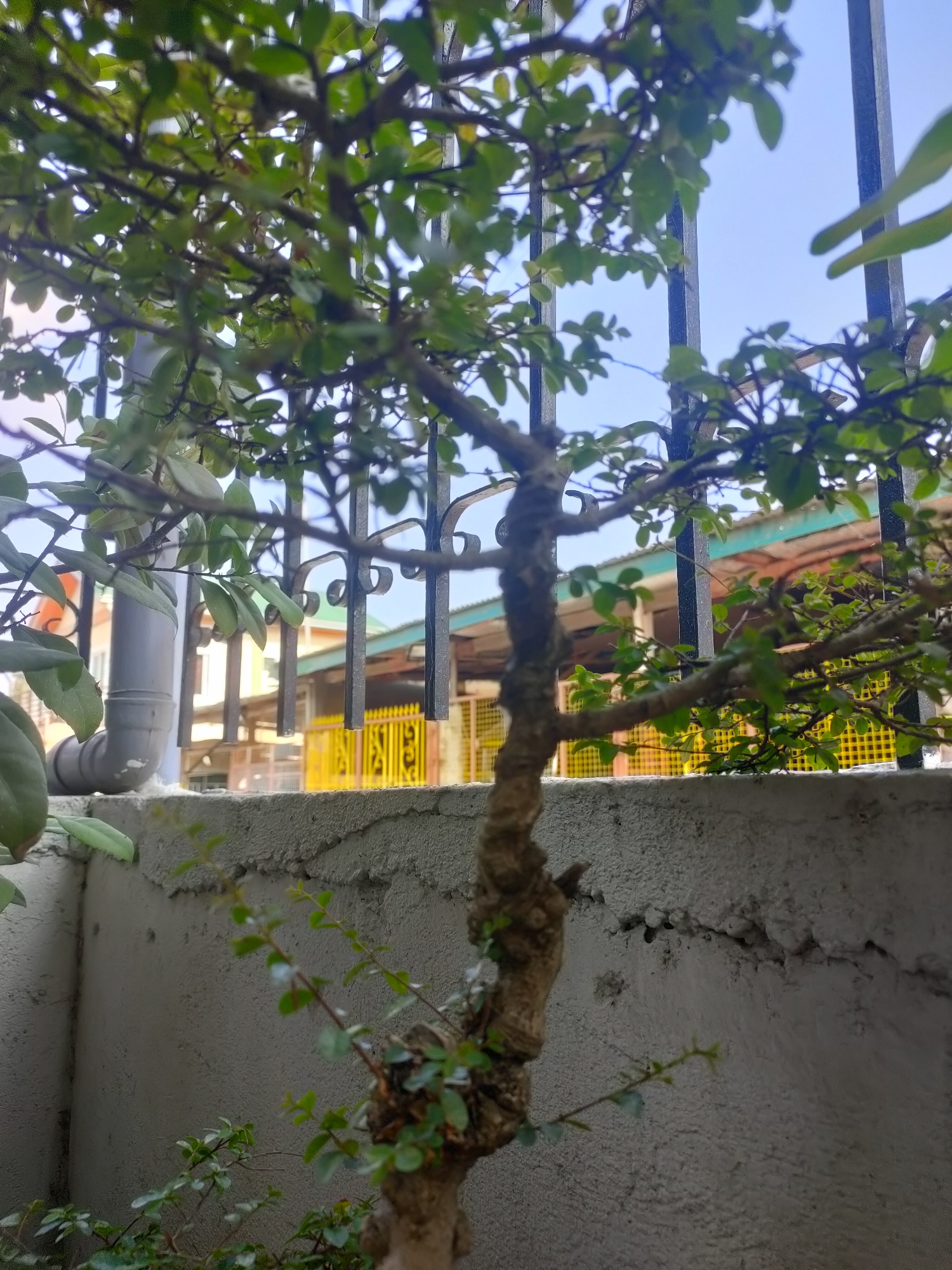 This is a close-up, low-angle outdoor photograph of a bonsai tree with green leaves and a textured brown trunk. The bonsai is positioned in front of a rough, gray concrete wall and a black metal fence. Behind the fence, a building with a light blue roof, orange and yellow accents, and a yellow gate is visible under a clear blue sky. A gray PVC pipe extends upwards on the left side of the image. The scene appears to be located in a residential area, likely in San Pascual, Philippines, given the architectural style of the building and the fence. There are no people or animals present in the image. The lighting suggests it is daytime.