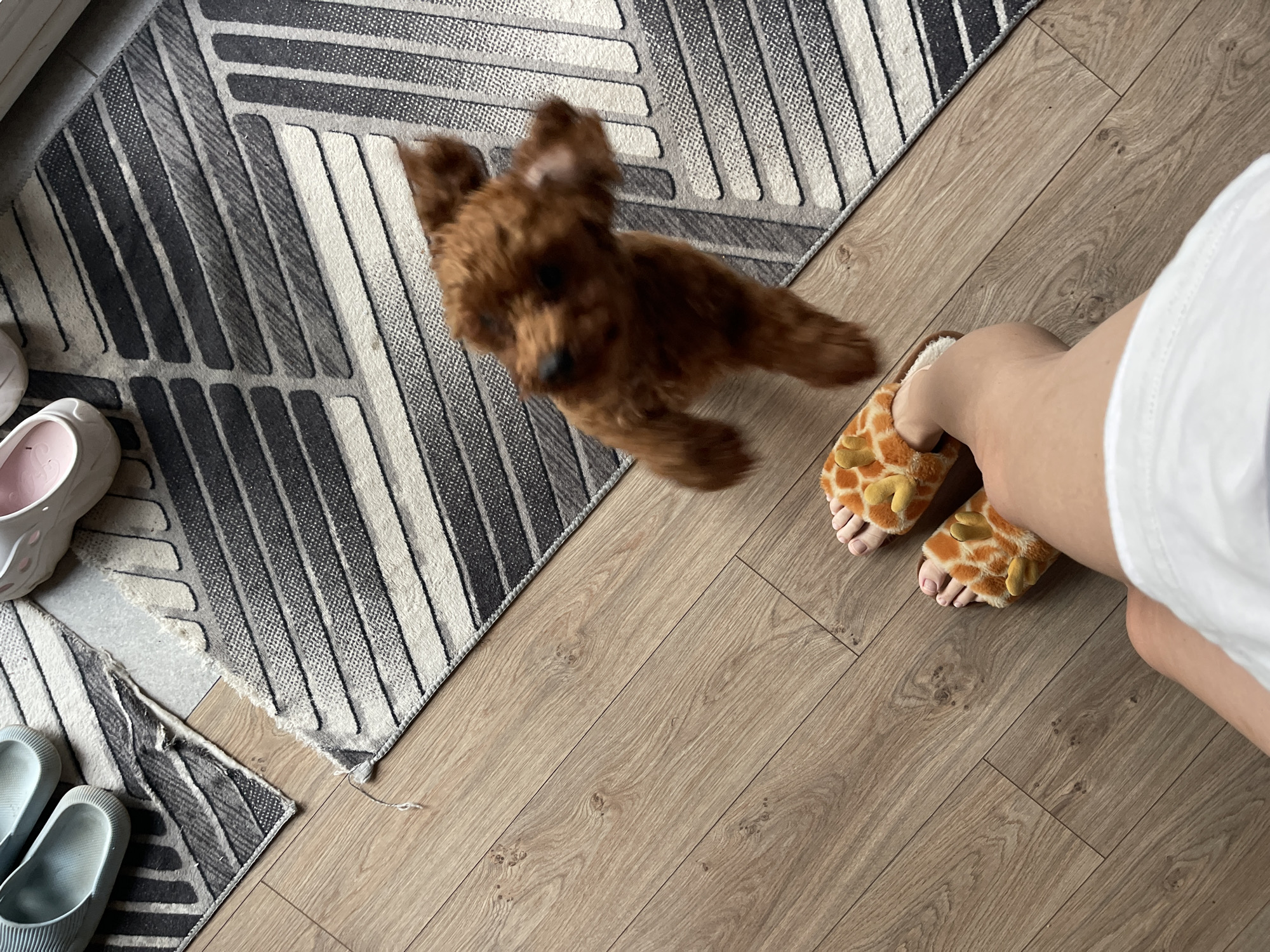 An interior scene captures a brown toy poodle mid-jump on a rug, its motion blurred. In the foreground, a person's legs are visible, wearing plush giraffe-themed slippers. The floor is made of light brown wood planks. The rug, with a geometric pattern of grey and white stripes, is slightly torn. Blue and pink slippers are placed on another part of the rug in the background.