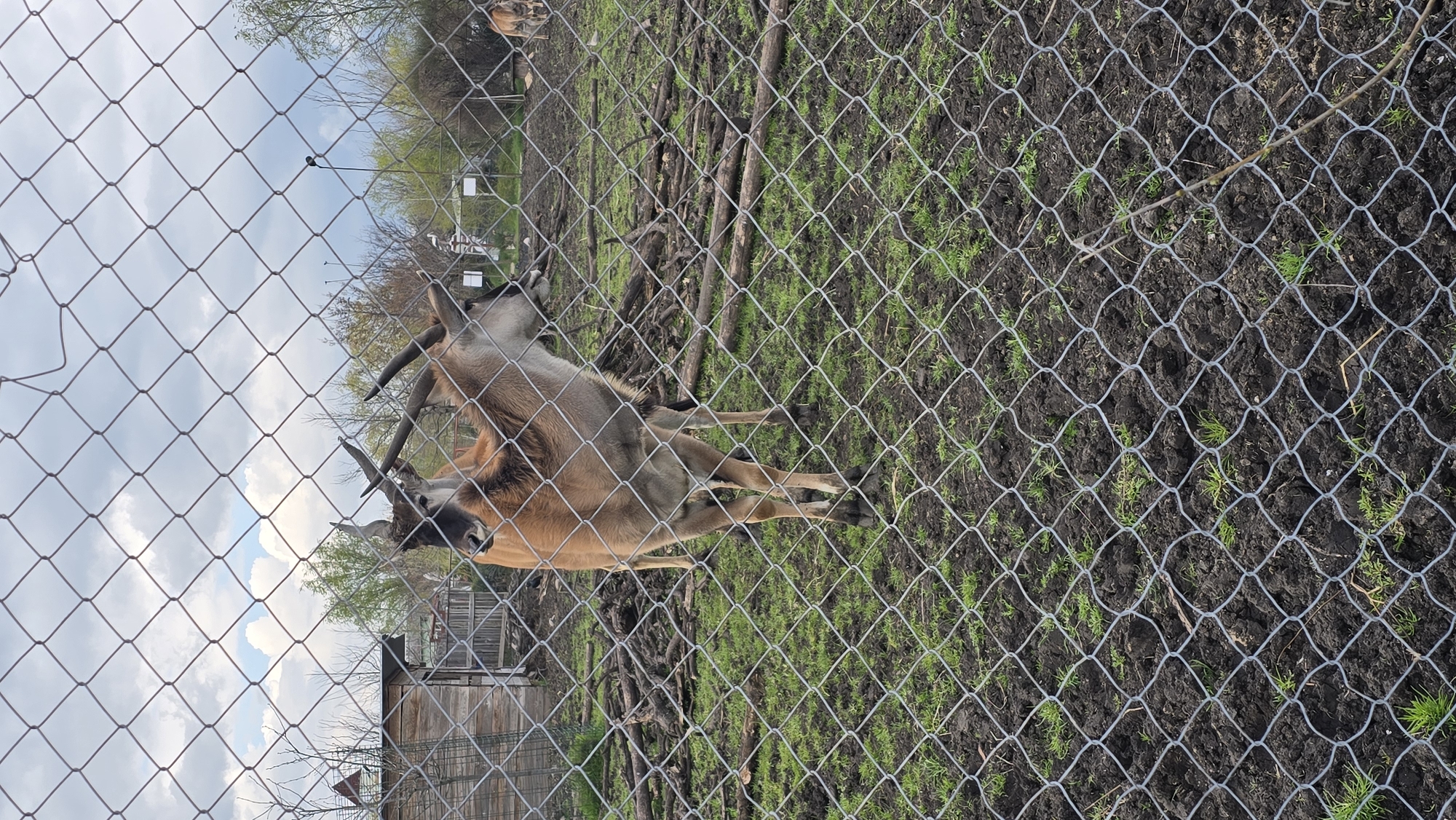 The image shows a pair of elands in an enclosure at the Burgas Zoo in Burgas, Bulgaria. The elands are light brown with dark faces and long, spiral horns. They stand behind a chain-link fence. The ground is a mixture of dirt and grass. In the background, there are trees, a wooden building, and other enclosures. The sky is overcast.