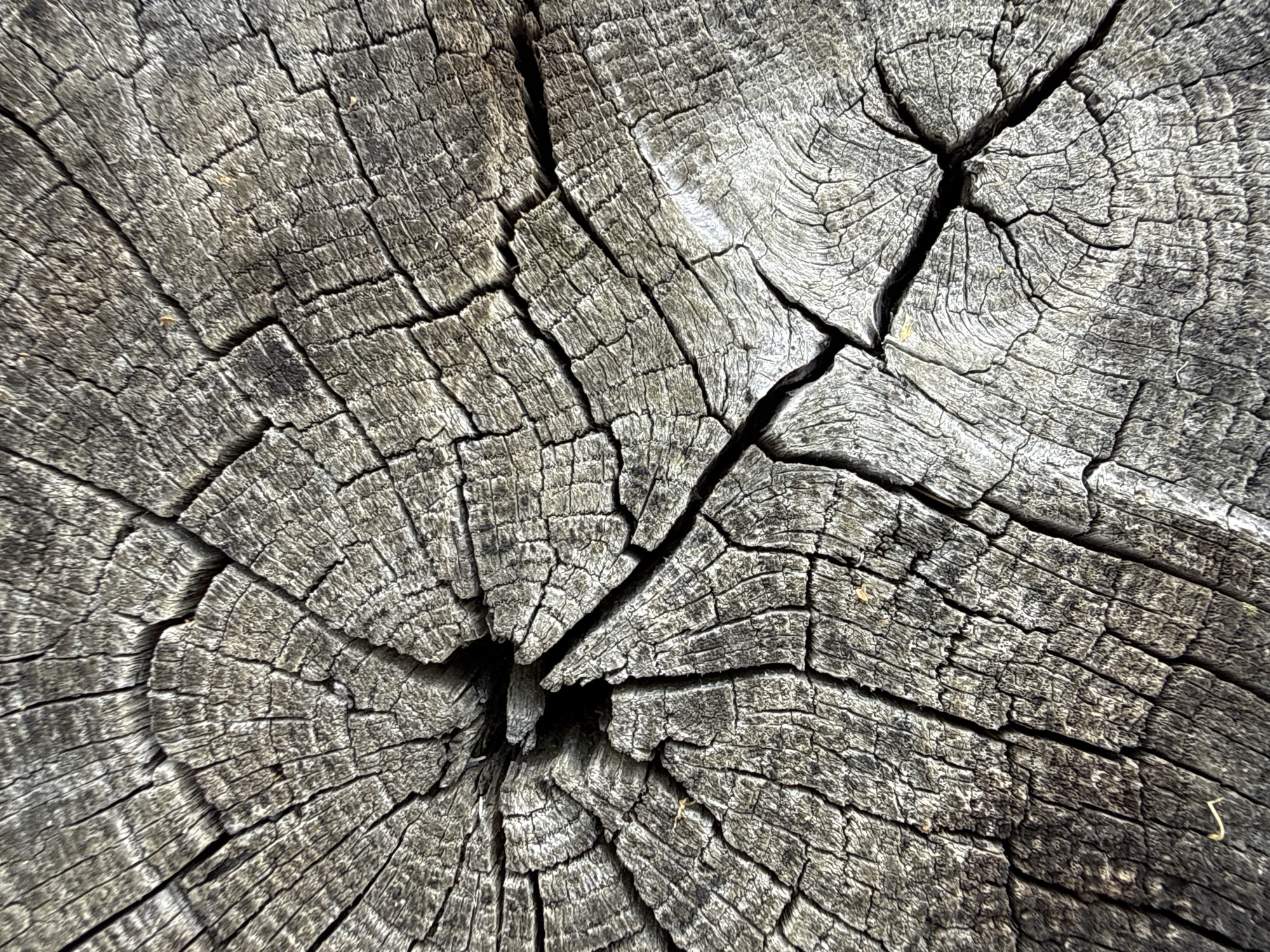 The image shows a close-up view of a weathered tree stump. The stump's surface displays prominent growth rings and numerous cracks, indicating its age and exposure to the elements. The texture is rough and the color is predominantly grey with darker shades in the cracks. There is no indication of human presence or activity. The location is identified as Maldykasy, Russia.