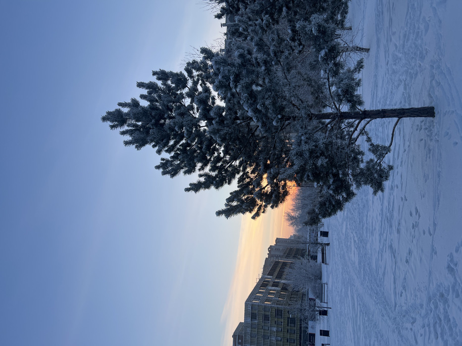 The image depicts a snow-covered urban park or residential area in Krasnoyarsk, Russia, during a winter sunrise or sunset. A large, frost-laden coniferous tree, likely a pine, stands prominently in the right foreground. The ground is uniformly covered in snow, marked by numerous human footprints. In the midground, dark-colored park benches and waste receptacles are partially visible beneath the snow, alongside smaller, frost-covered deciduous trees and bare bushes. To the left, a row of multi-story contemporary buildings, some exhibiting characteristics of ongoing construction with exposed exterior insulation, defines the urban edge. The horizon shows a distinct orange-pink glow transitioning into a clear, pale blue sky overhead. No individuals or active subjects are present in the scene.