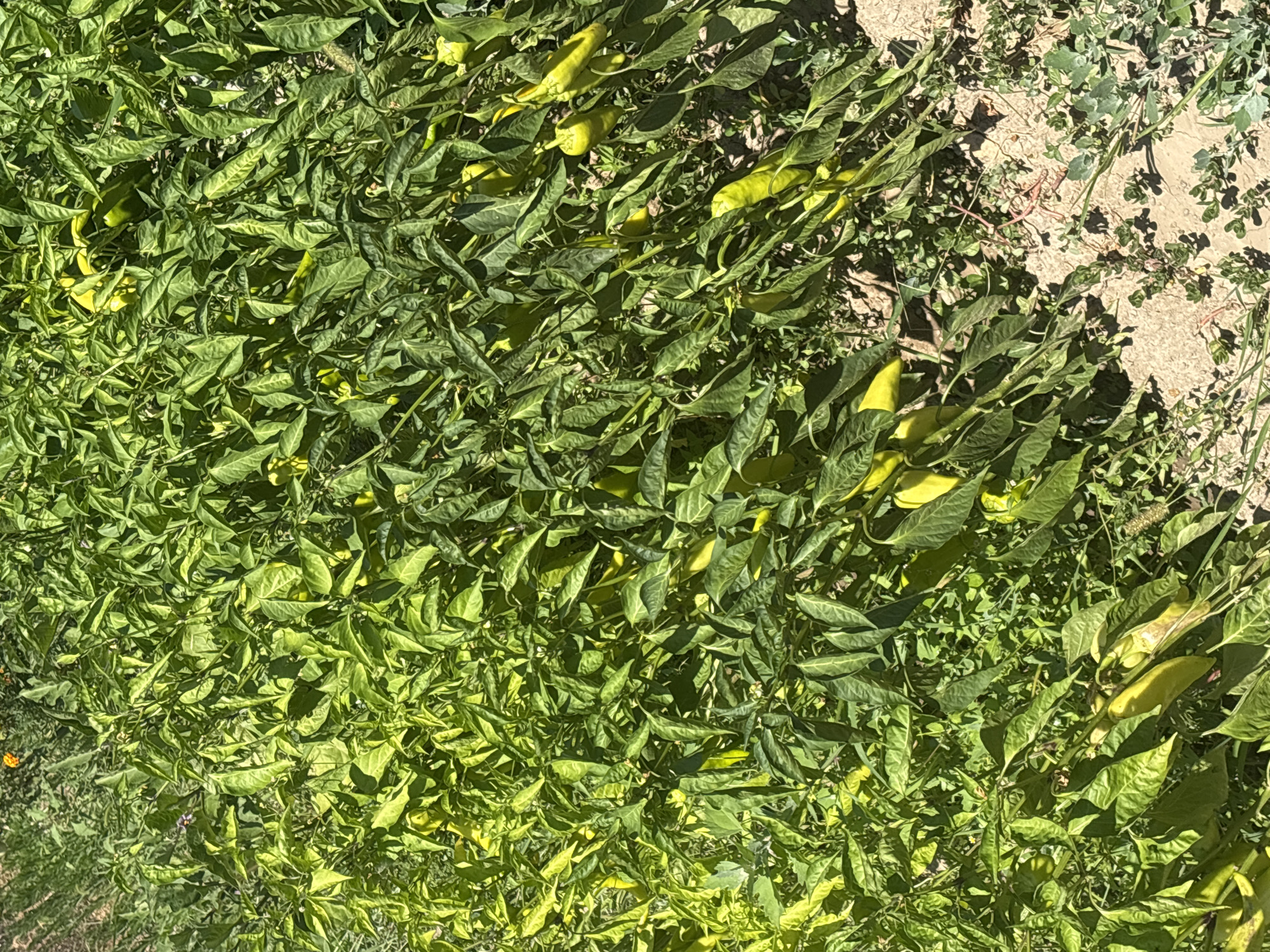 The image shows a close-up view of a pepper plant in a garden, likely in Trudovets, Bulgaria. The plant is dense with green leaves and has numerous yellow-green peppers growing on it. The peppers are elongated and appear to be in various stages of ripeness. The ground beneath the plant is visible, consisting of dry soil with some sparse vegetation and fallen leaves. The lighting suggests it is daytime, with sunlight casting shadows on the plants and ground. There are no people or animals present in the image.