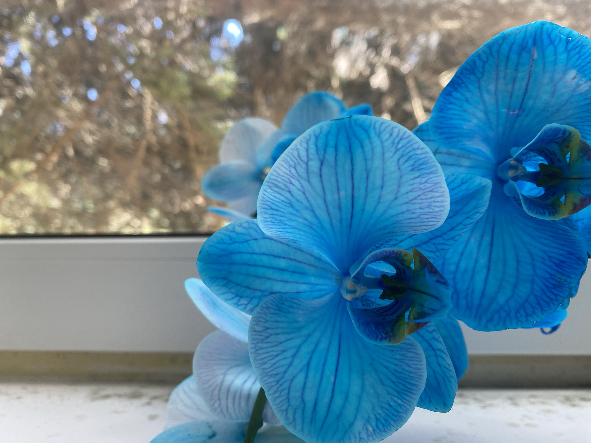 A close-up, vertical, full-frame shot shows several vivid blue orchid blooms in the foreground, positioned against a blurred background of outdoor trees seen through a window. The orchids, with their delicate veining and intricate centers, dominate the frame. One orchid, in sharp focus, is positioned slightly left of center, its petals unfurled and displaying a rich blue hue with darker blue striations. Below it, another bloom, also in focus, shows a similar coloration and pattern. Partially visible to the left is a white windowsill, which appears slightly weathered. The background consists of out-of-focus trees and possibly branches, with dappled sunlight creating bokeh effects of light and shadow, suggesting an outdoor setting behind glass. The overall impression is one of natural beauty captured in detail.