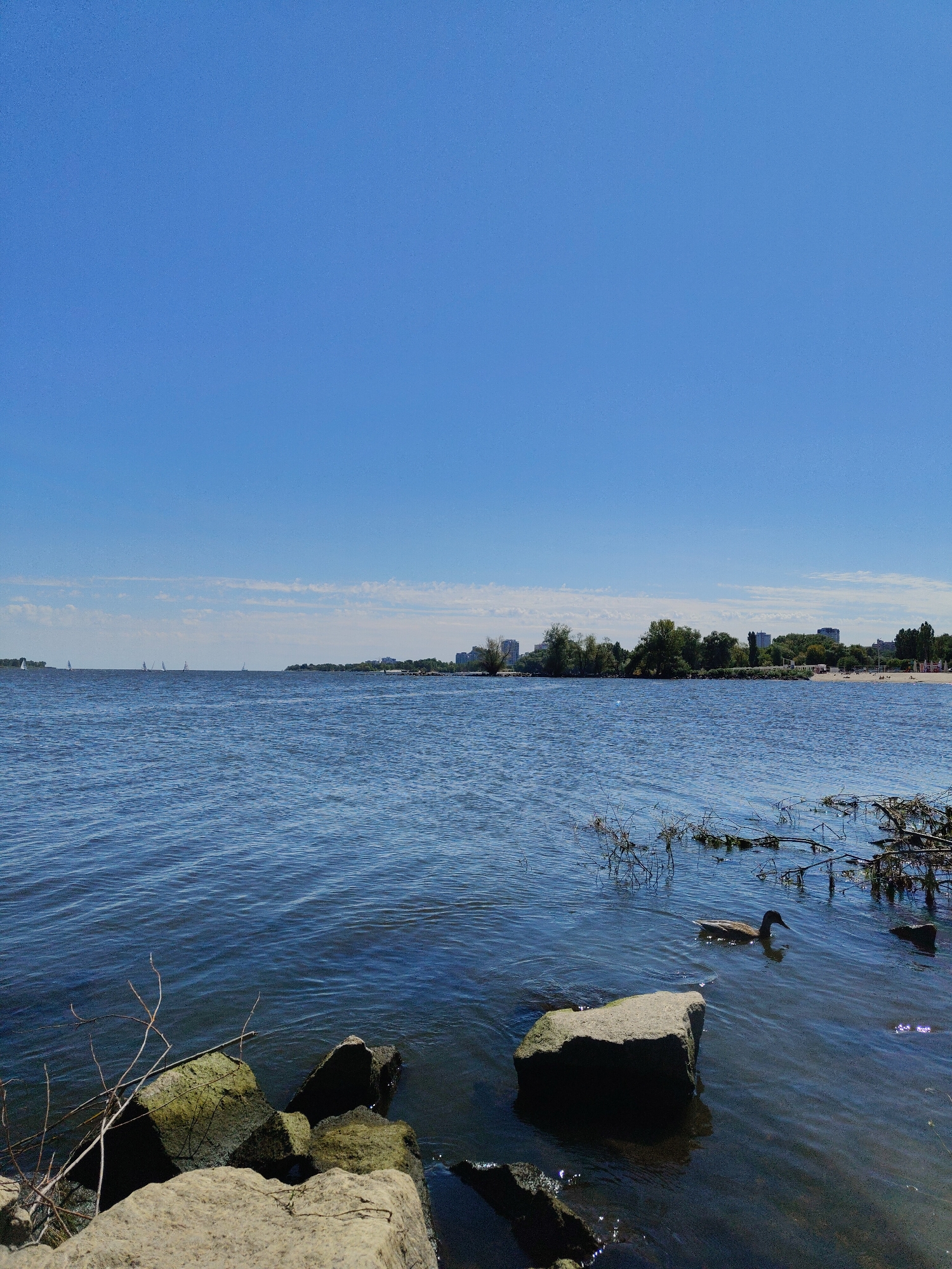 A wide shot captures a serene view of the Dnipro River under a clear blue sky, likely within the city limits of Cherkasy, Ukraine. In the foreground, large, weathered rocks sit along the bank, some partially submerged in the rippling blue water. Sparse, dry branches reach out from the water's edge, adding a touch of wildness to the scene.
Further out on the water, a lone duck glides gracefully, its reflection rippling on the surface. In the middle ground, a line of sailboats with white sails are scattered across the expanse of the river, hinting at a leisurely day. The far bank of the river is lined with a dense band of green trees, interspersed with the occasional building, suggesting a developed shoreline. A sandy beach is visible in the distance, with a few small figures dotted along it, enjoying the sunny weather. The horizon is marked by a clear distinction between the water and the sky, with a few wispy clouds forming a faint line in the upper portion of the image. The overall impression is one of tranquility and natural beauty within an urban setting.