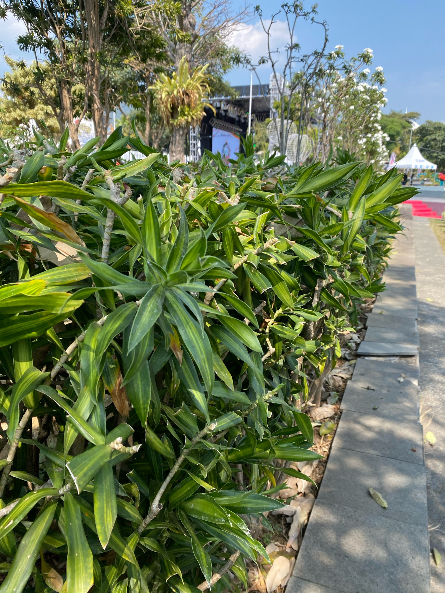 In the foreground, a dense green hedge of Dracaena plants with variegated leaves lines a gray paved walkway. The walkway is bordered by a low concrete curb. Beyond the hedge, in the mid-ground, a stage structure with lighting rigs is visible, suggesting an outdoor event or performance. Several trees with thin trunks stand behind the stage, some bearing epiphytic plants. In the background, a white tent is pitched, and a red carpet is laid out, indicating a formal gathering. The sky is blue with scattered clouds. The scene appears to be in an open, possibly park-like area within an urban setting.