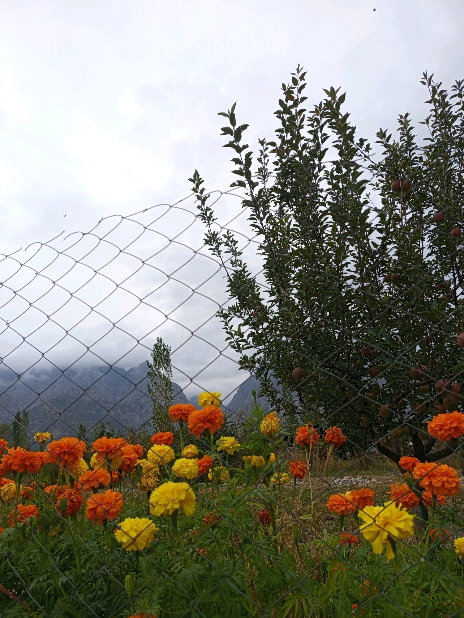 A wire fence runs diagonally across the frame, separating a foreground of marigolds in vibrant shades of orange and yellow from a background of a tree laden with apples, mountains shrouded in mist, and a cloudy sky. The marigolds are in full bloom, their dense petals catching the soft light. Behind them, the tree's branches are heavy with ripe fruit, some of which are visible through the mesh of the fence. In the distance, the imposing, gray mountains are softened by a hazy atmosphere. The sky is overcast, with patches of lighter clouds suggesting a break in the weather. The overall impression is one of rural tranquility and the bounty of nature.