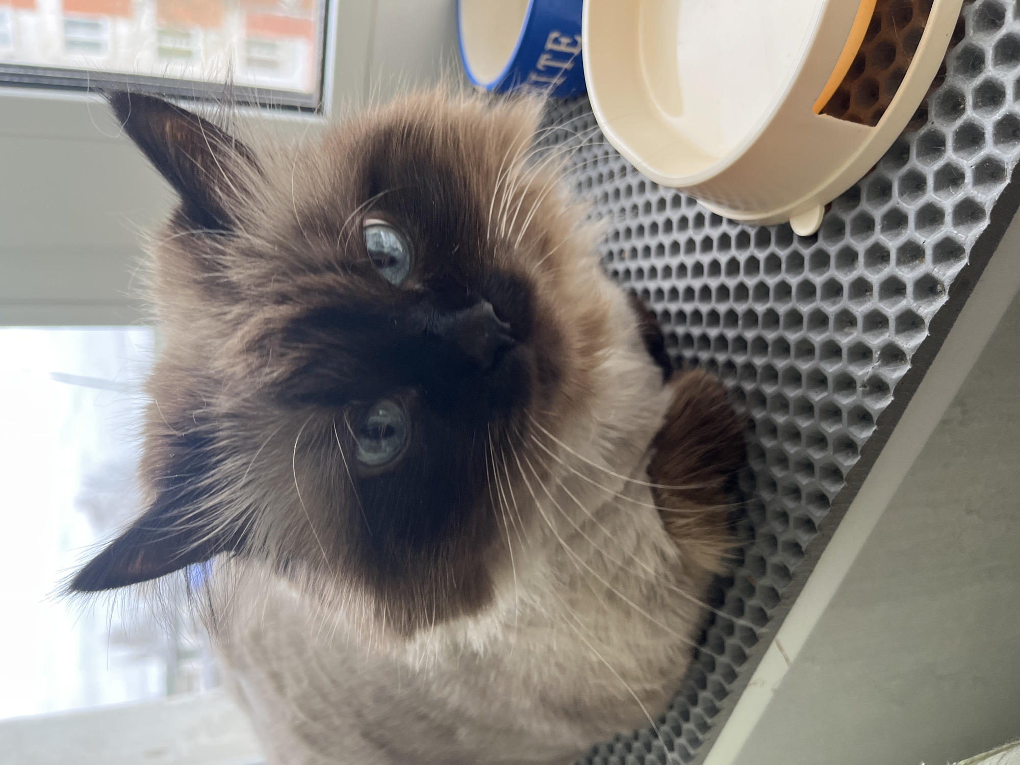 A cream-colored cat with dark brown points on its face and ears, and bright blue eyes, is the primary subject of the image. The cat is looking directly upwards at the viewer with a curious and alert expression. Its long, light-colored whiskers are prominent against its dark snout.
The setting appears to be indoors, likely on a window sill or a raised surface. A grey honeycomb-patterned mat covers the surface where the cat is resting, possibly a litter mat or feeding mat. To the cat's right, there are two pet bowls: a blue one, which partially reveals the text "LITE", and a cream-colored bowl next to it, which appears to contain some brownish material.
Through the window in the background, a multi-story building with orange-colored elements can be seen, suggesting an urban or residential environment in Chaikovsky, Russia. The bright, natural illumination indicates that the picture was taken during daytime. The cat appears calm and engaged with its surroundings, specifically the camera.